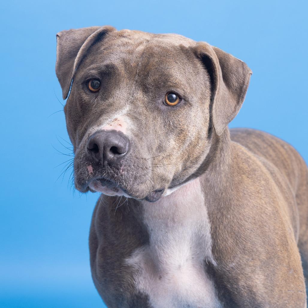 Enlarge Curly, a Adoptable Pit Bull Terrier in Franklin, TN image 1/2