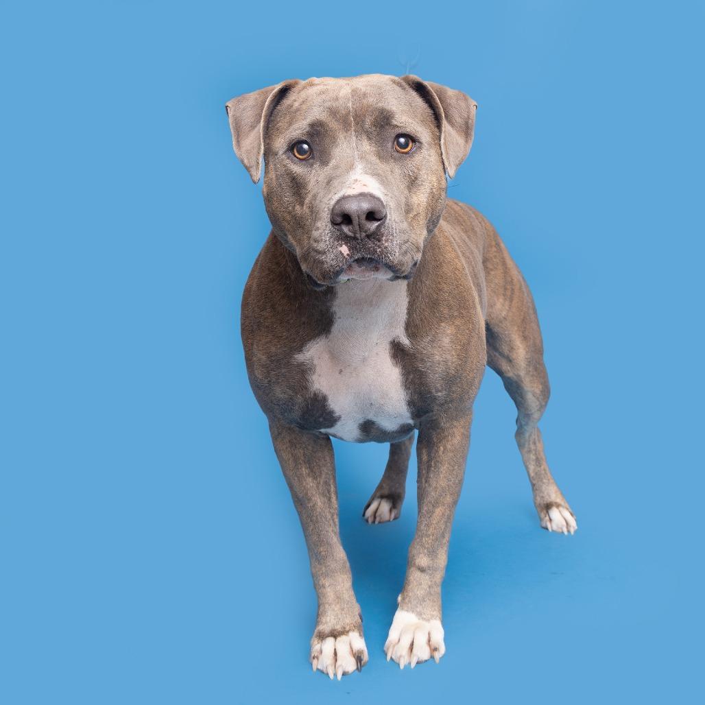 Enlarge Curly, a Adoptable Pit Bull Terrier in Franklin, TN image 2/2
