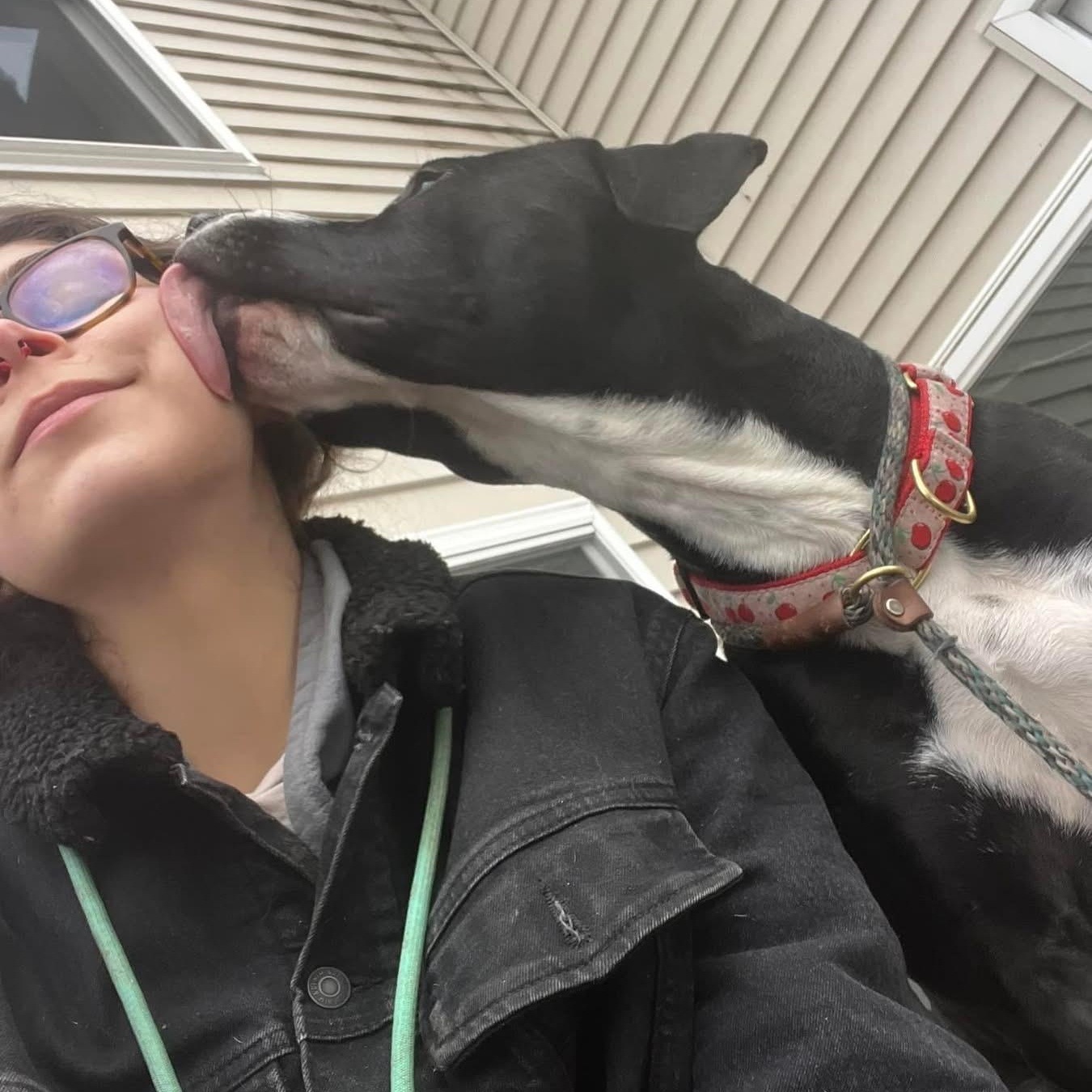 Sophia: foster-to-adopt!