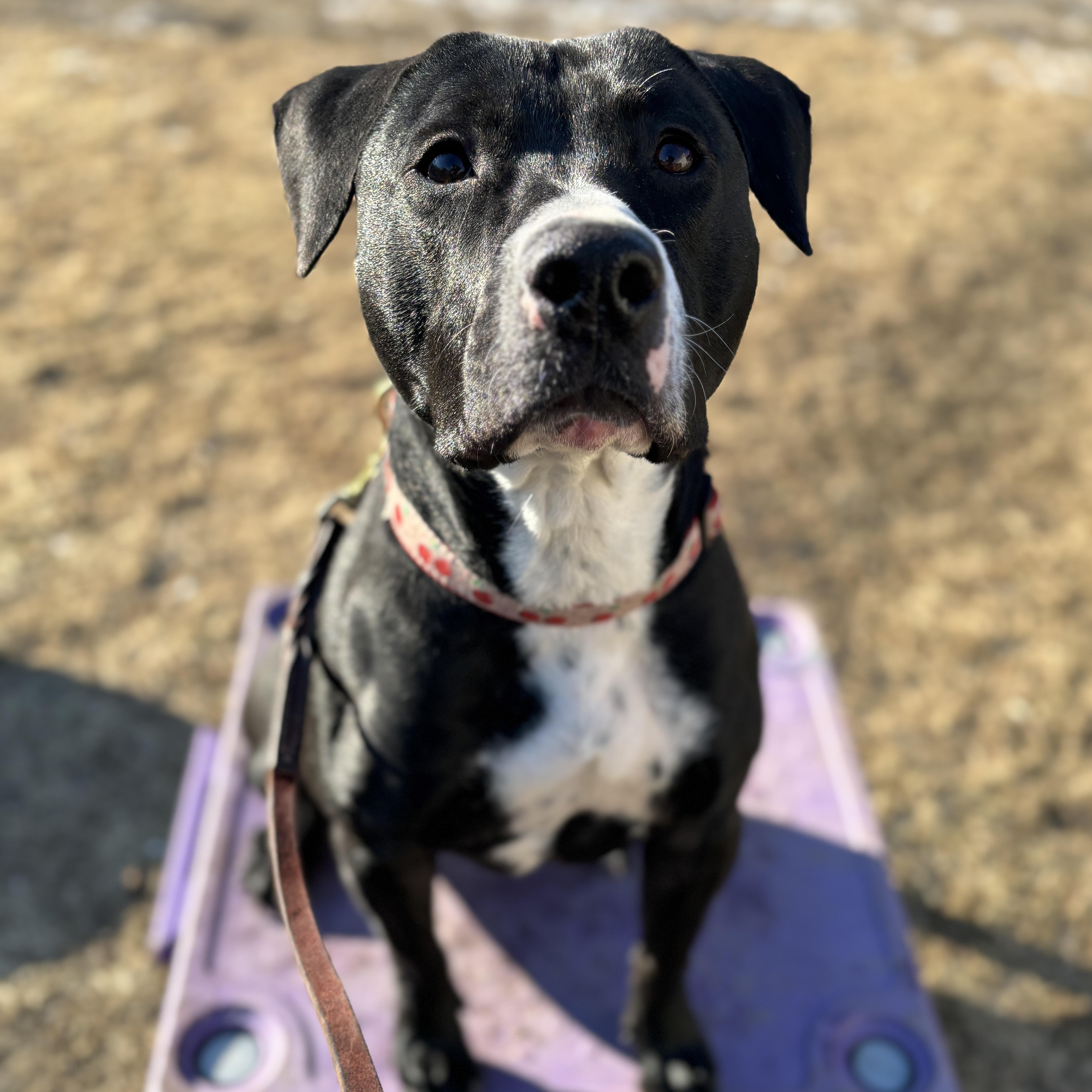 Sophia: foster-to-adopt!