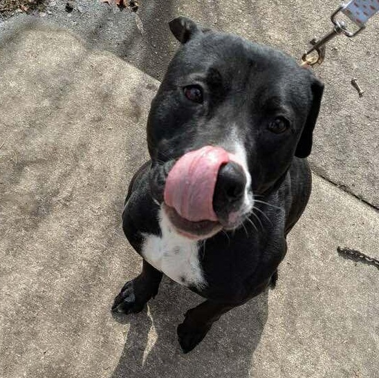 Sophia: foster-to-adopt!