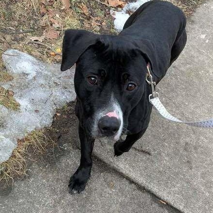 Sophia: foster-to-adopt!