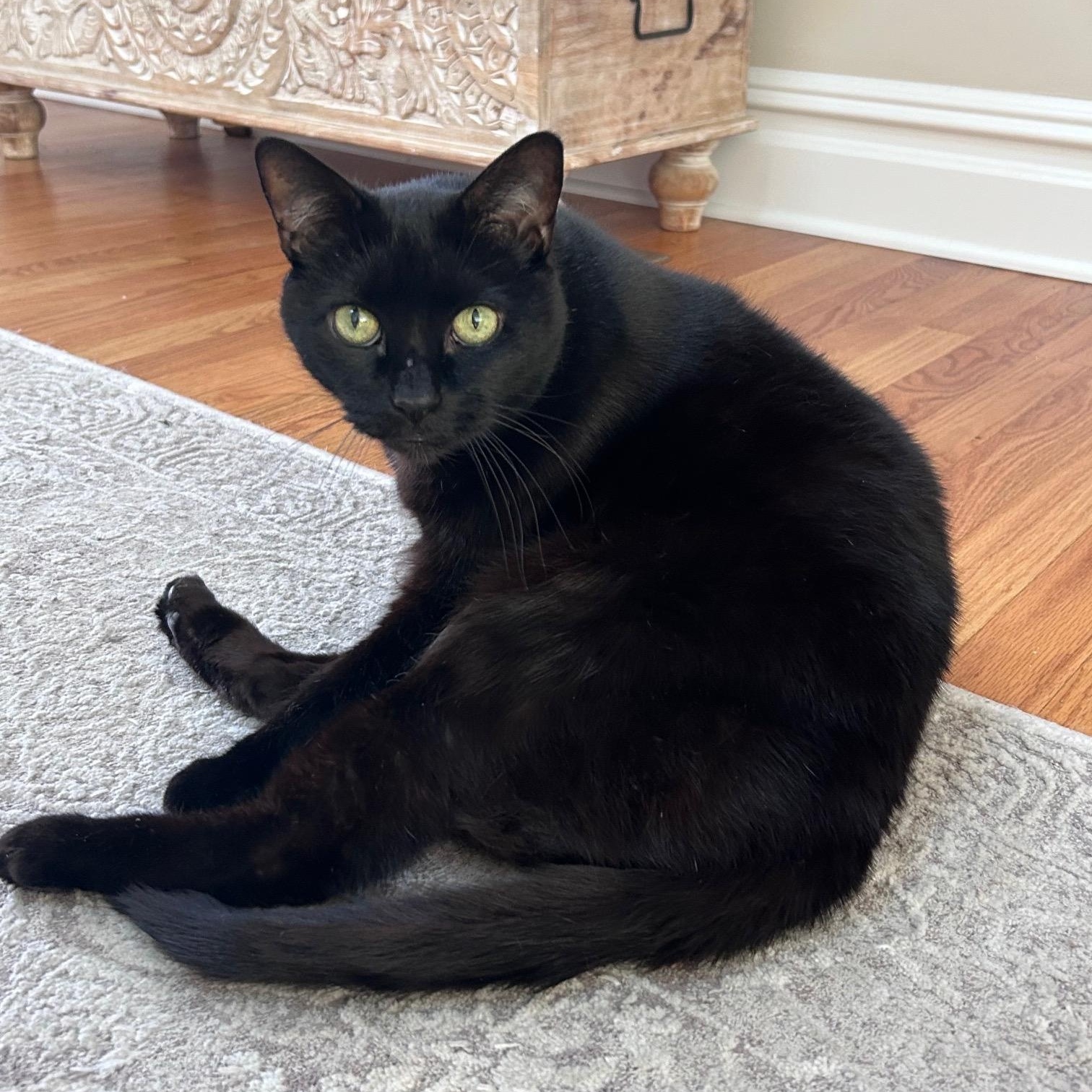 Enlarge Buddy, a Adoptable Domestic Short Hair in Lindenwold, NJ image 1/4