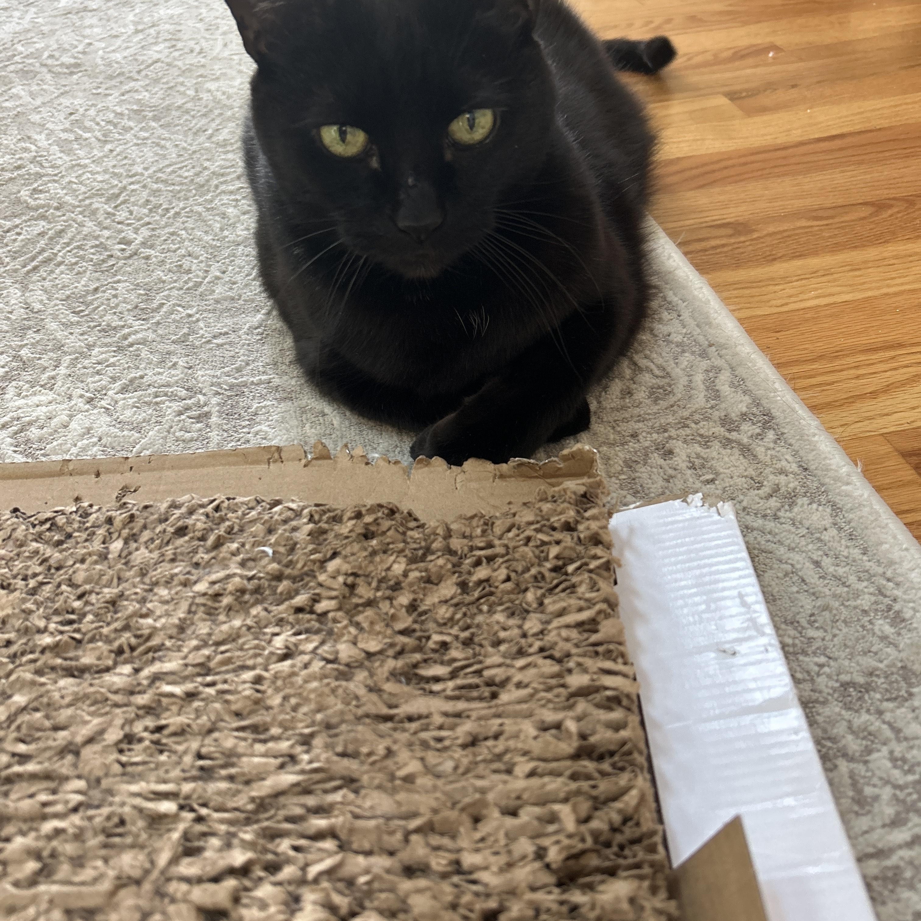 Enlarge Buddy, a Adoptable Domestic Short Hair in Lindenwold, NJ image 2/4