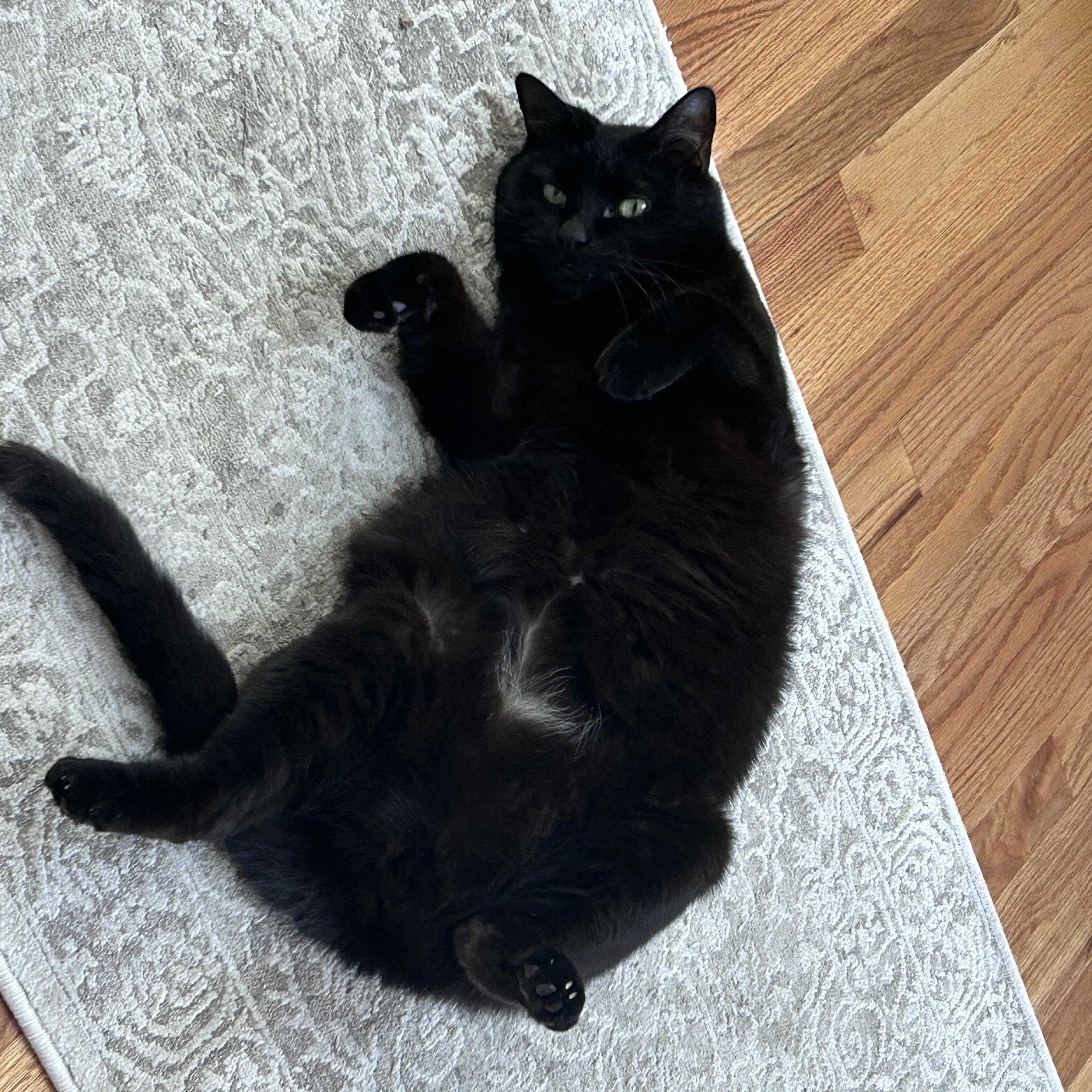 Buddy, Adoptable, Senior Male Domestic Short Hair.