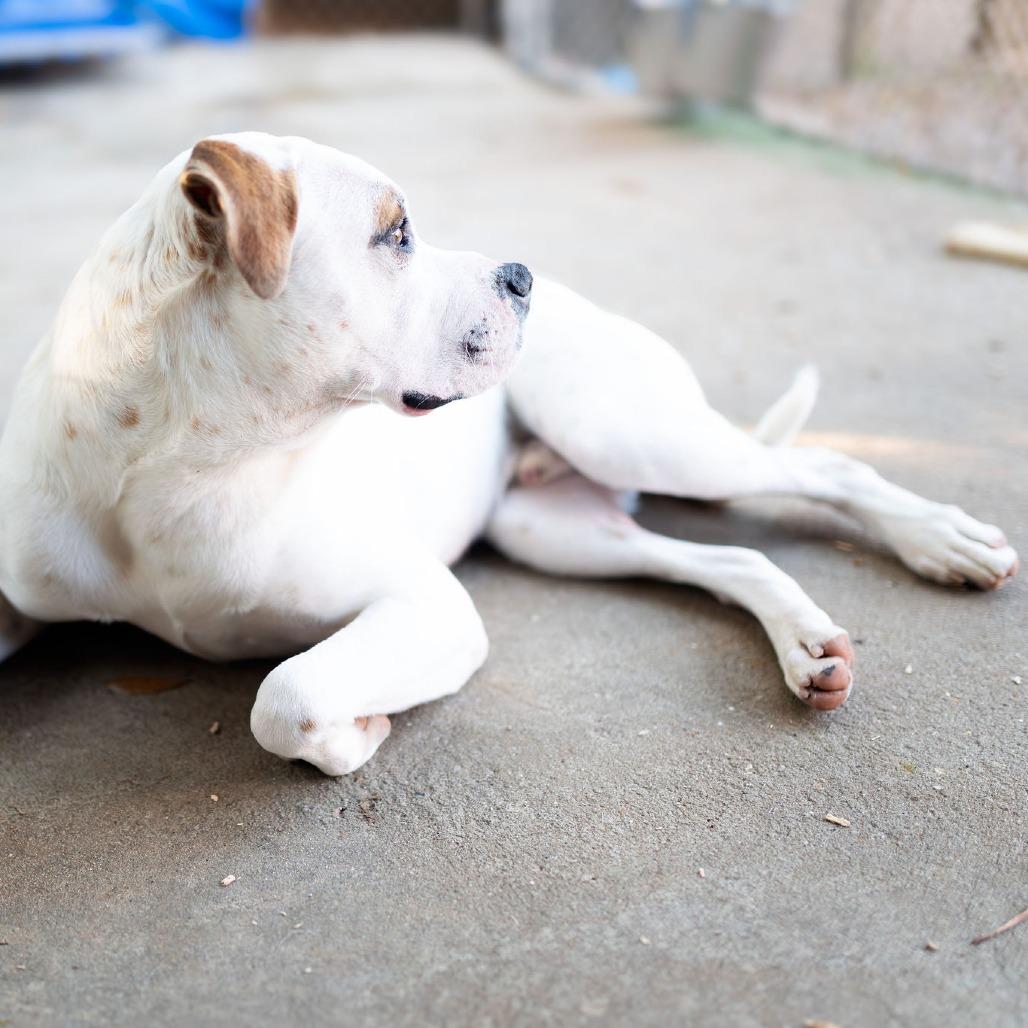 Enlarge Posty, a Adoptable English Bulldog in Enterprise, AL image 1/1
