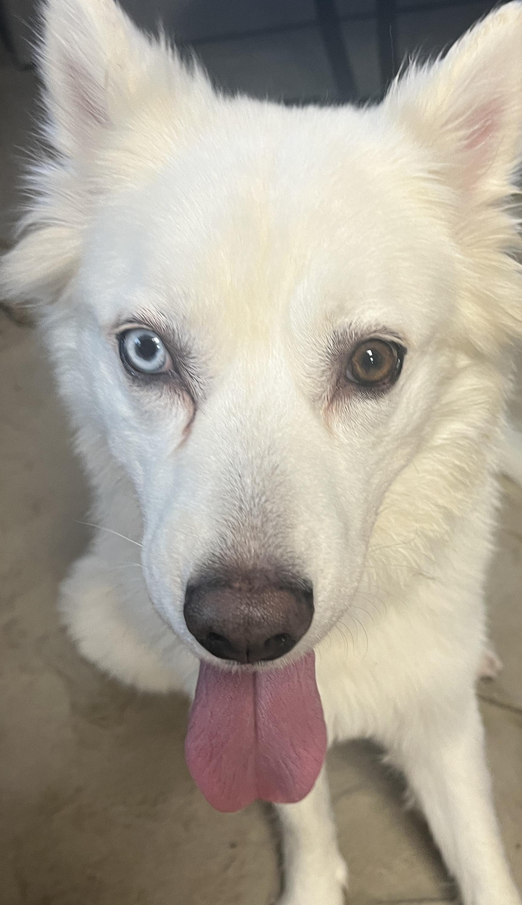 Mellie, a Adoptable mixed breed in Niles, MI image 2/6