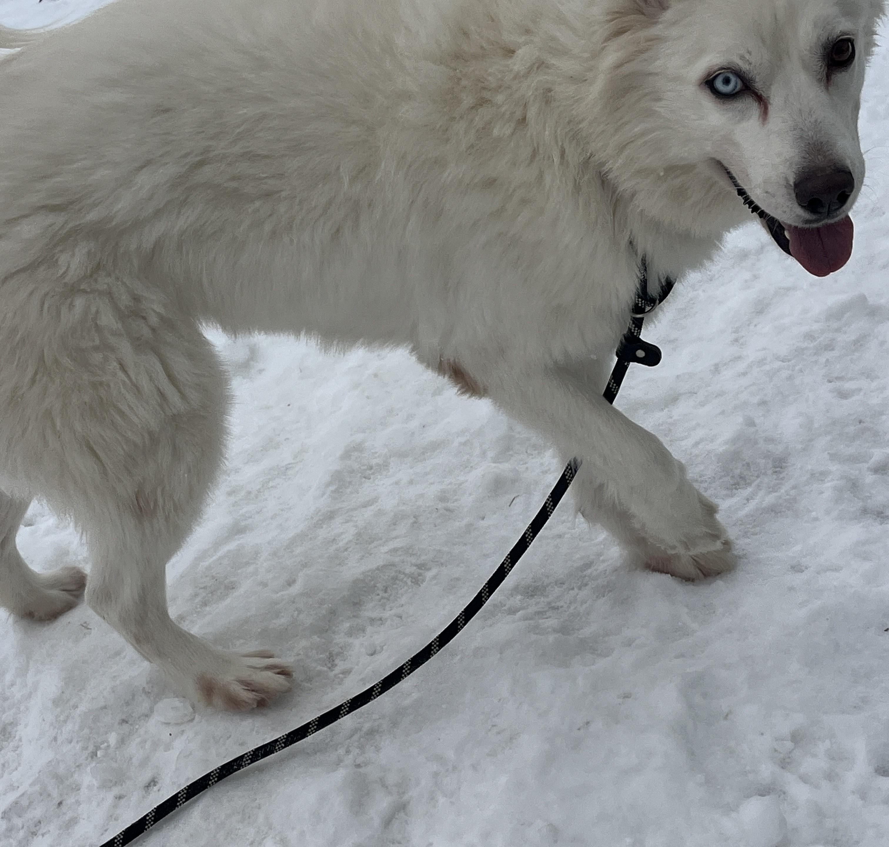 Mellie, a Adoptable mixed breed in Niles, MI image 4/6