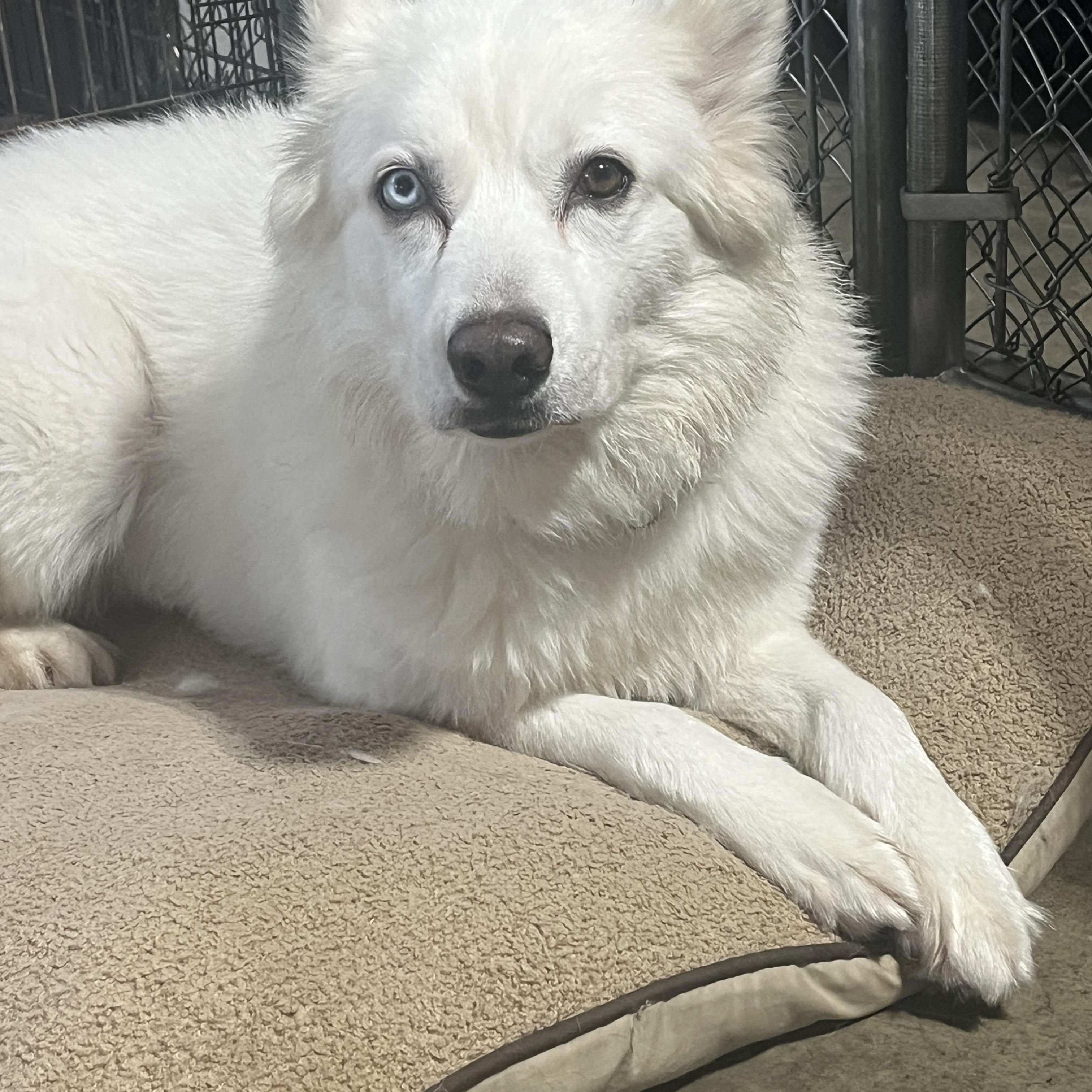 Mellie, a Adoptable mixed breed in Niles, MI image 1/6
