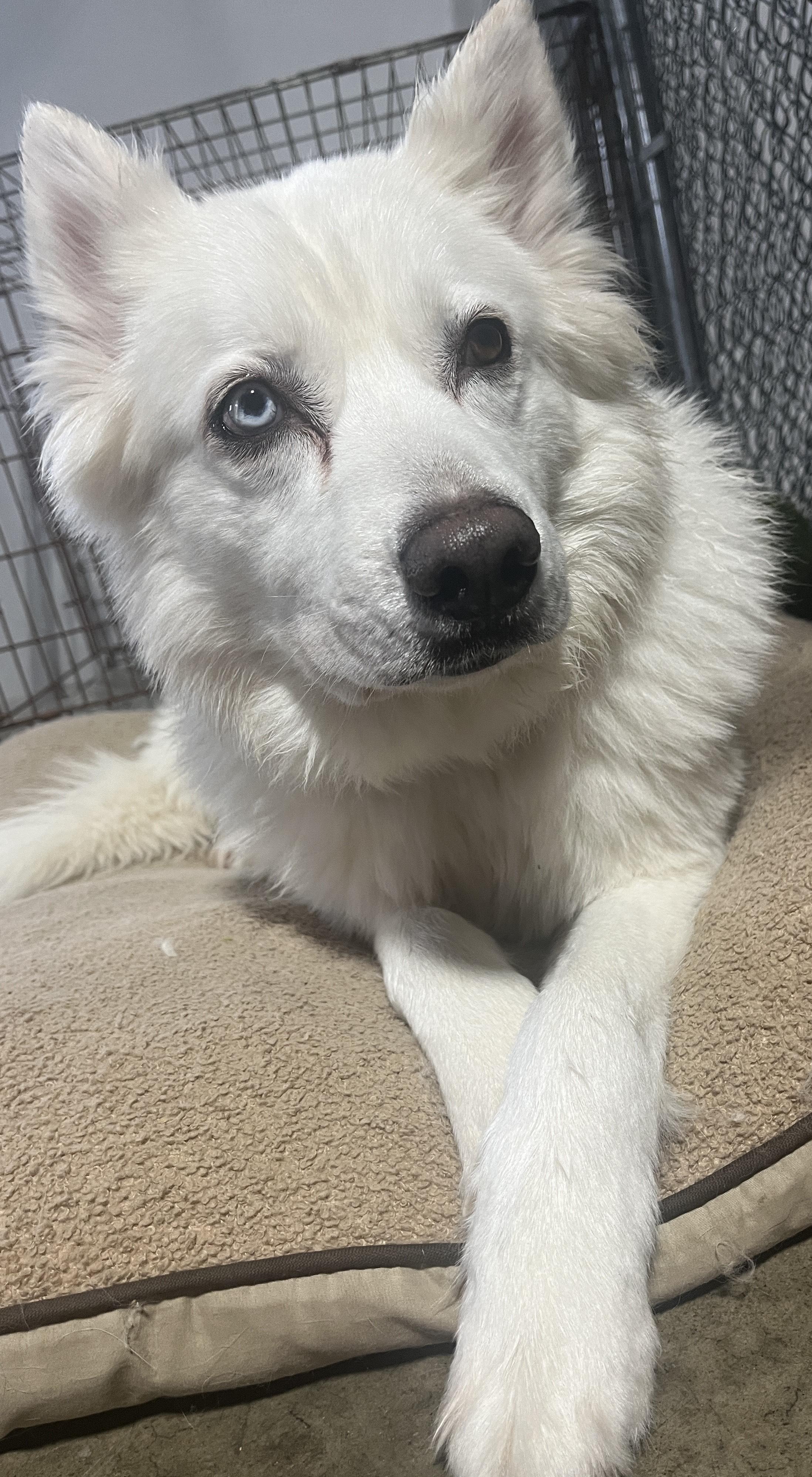 Mellie, a Adoptable mixed breed in Niles, MI image 5/6