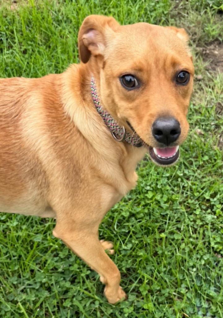 Dash, Adoptable, Young Male Chihuahua & Mixed Breed.