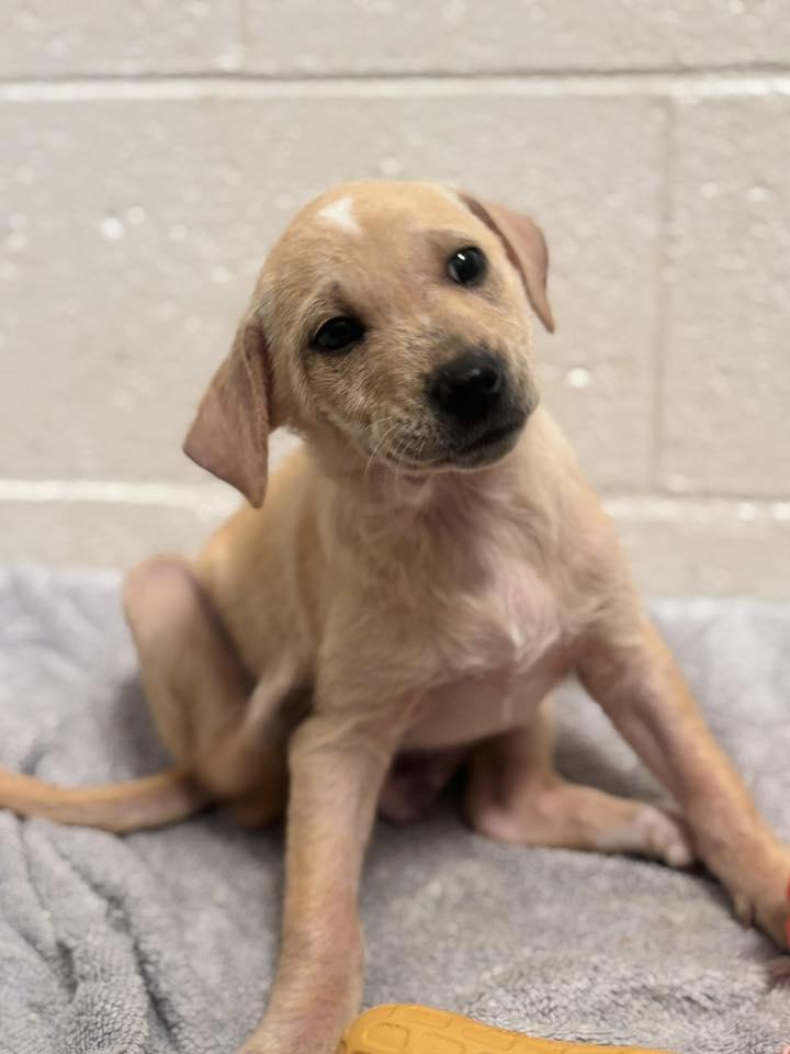 Enlarge Chai, an adopted Labrador Retriever in Collierville, TN image 1/3