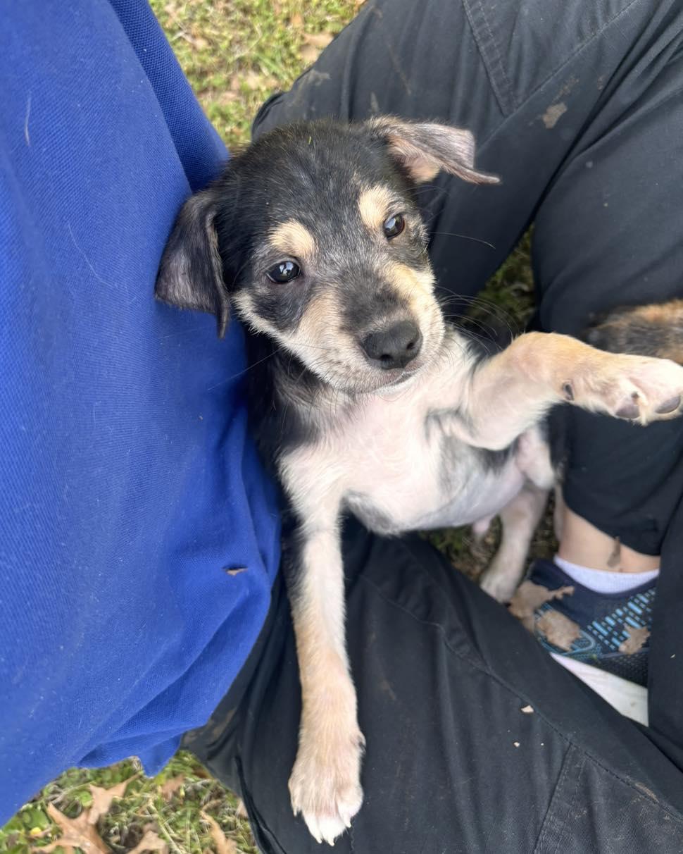 Enlarge Chai, an adopted Labrador Retriever in Collierville, TN image 3/3