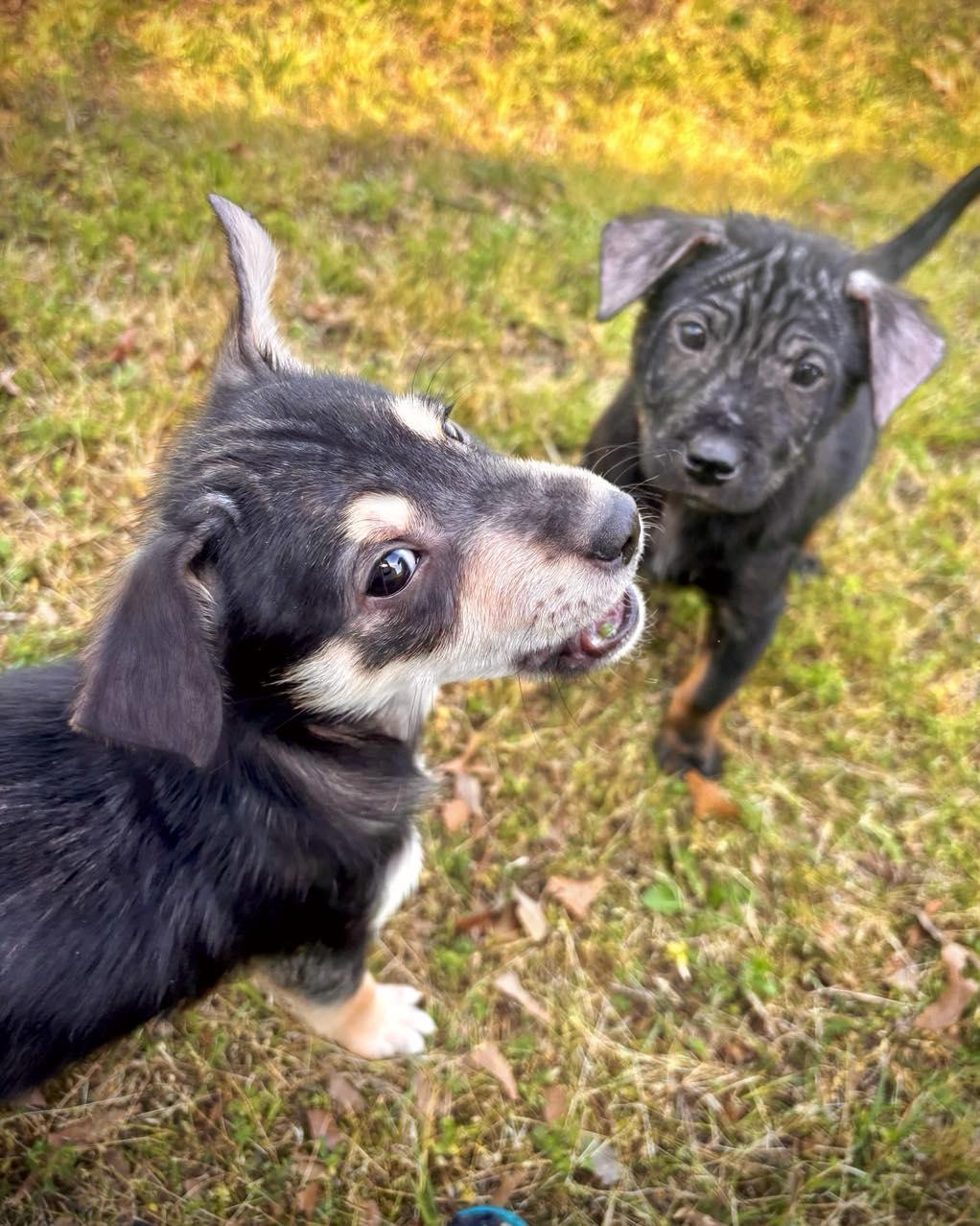 Chai, adopted, Puppy Male Labrador Retriever.