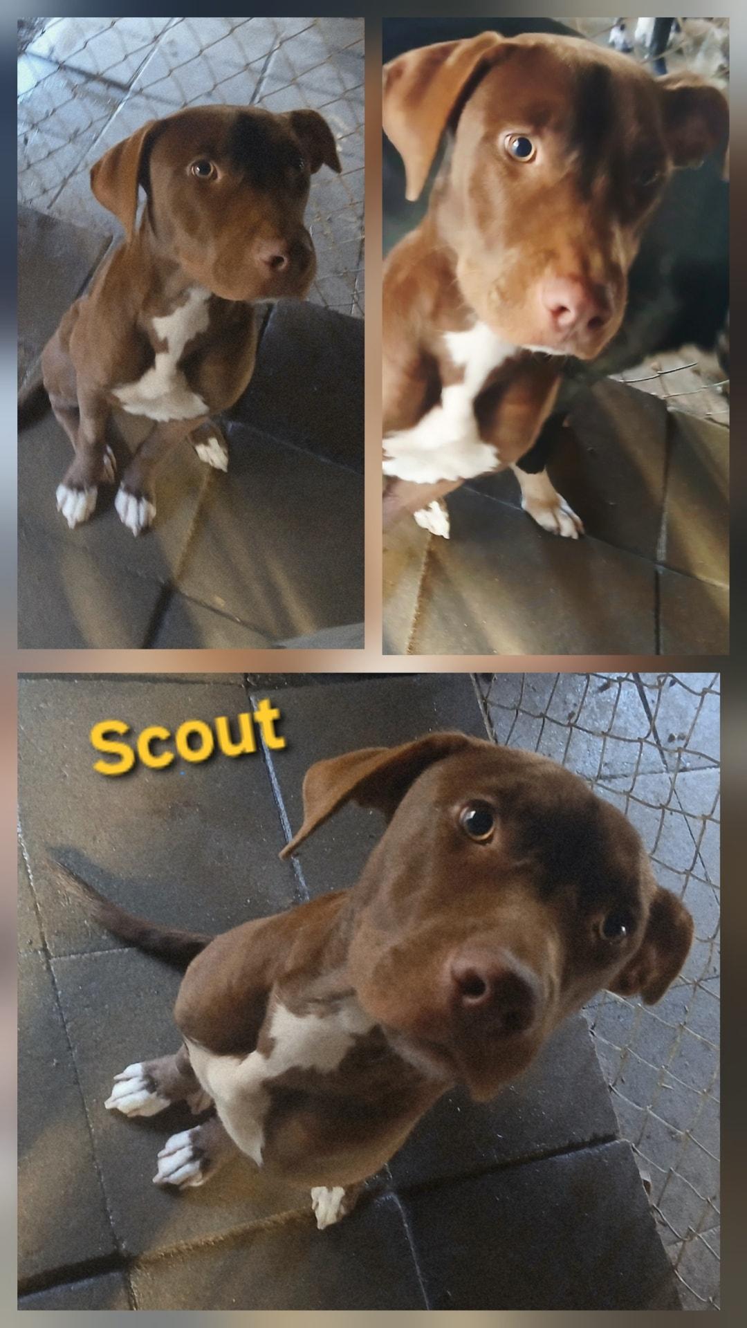Scout