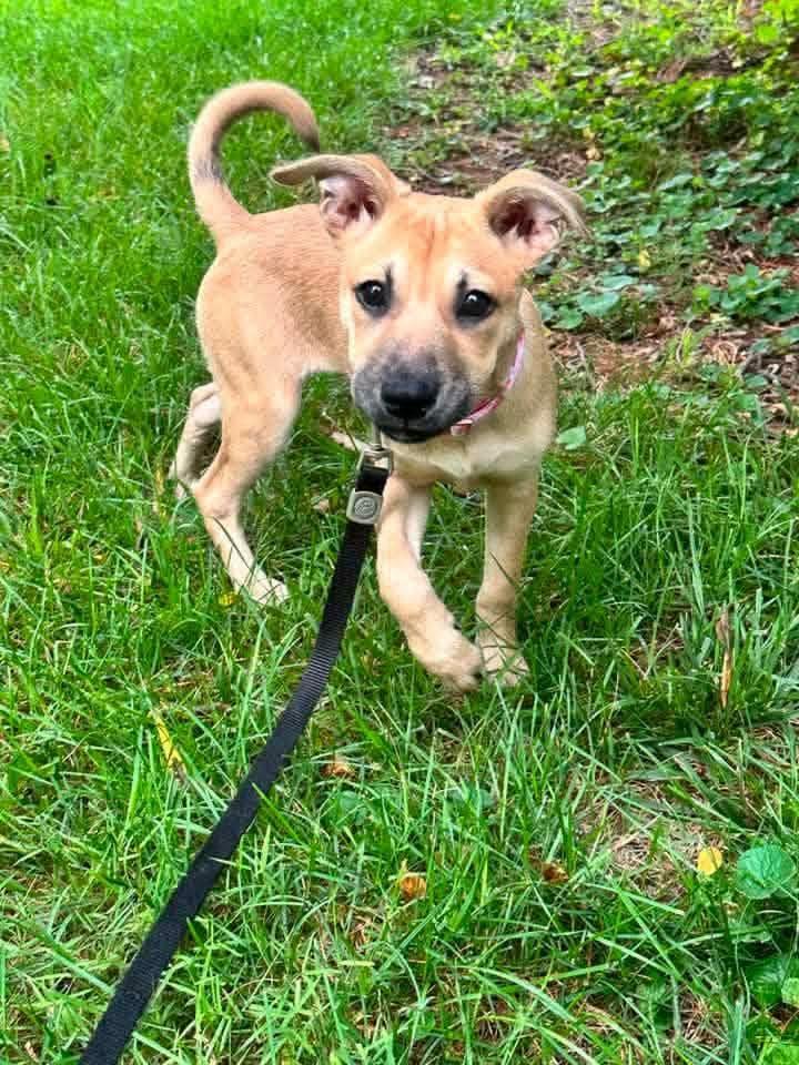 Enlarge Jasmine, a Adopted Shepherd in Shillington, PA image 1/3