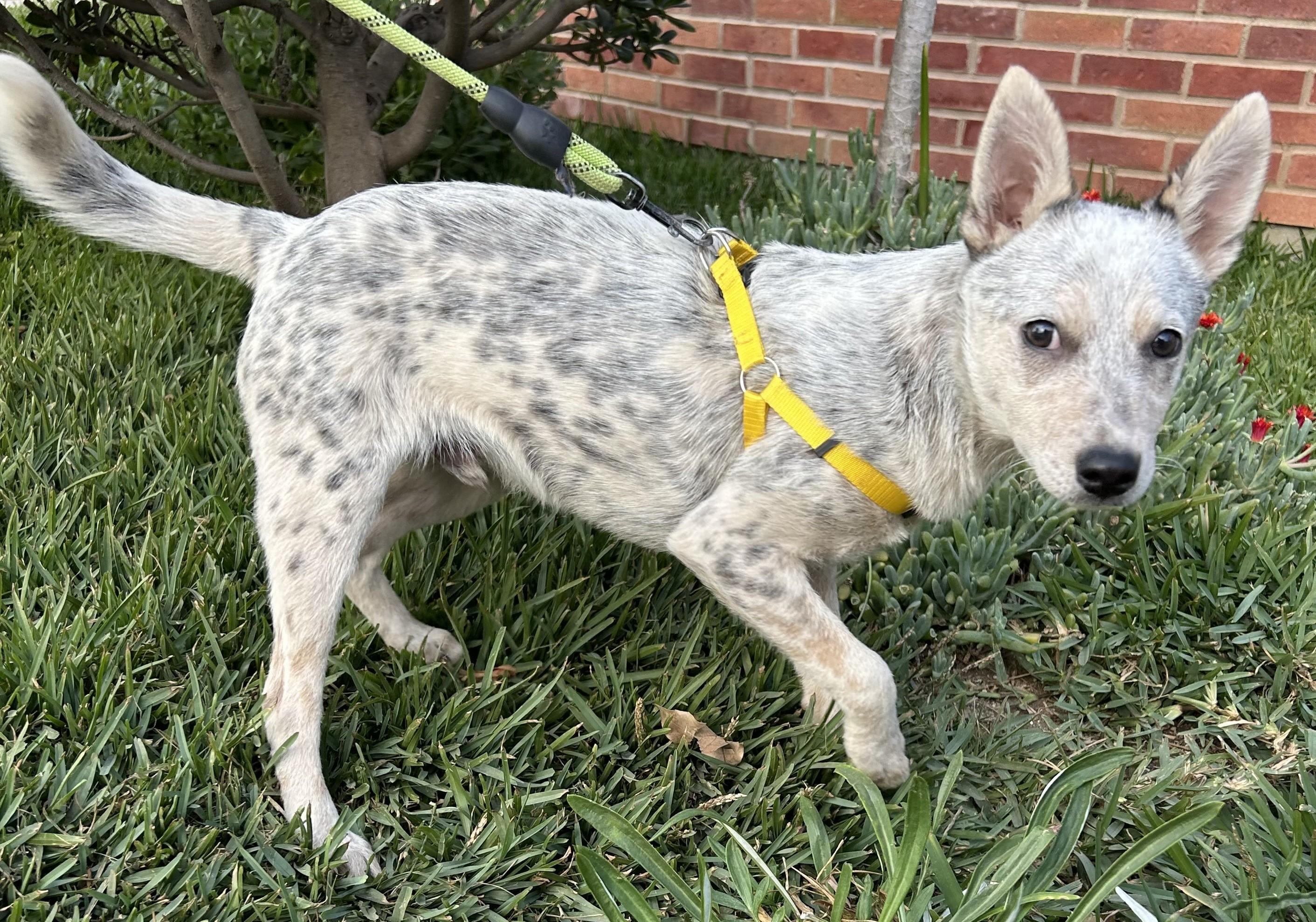 JOEL, ADOPTABLE, Puppy Male Australian Cattle Dog / Blue Heeler.