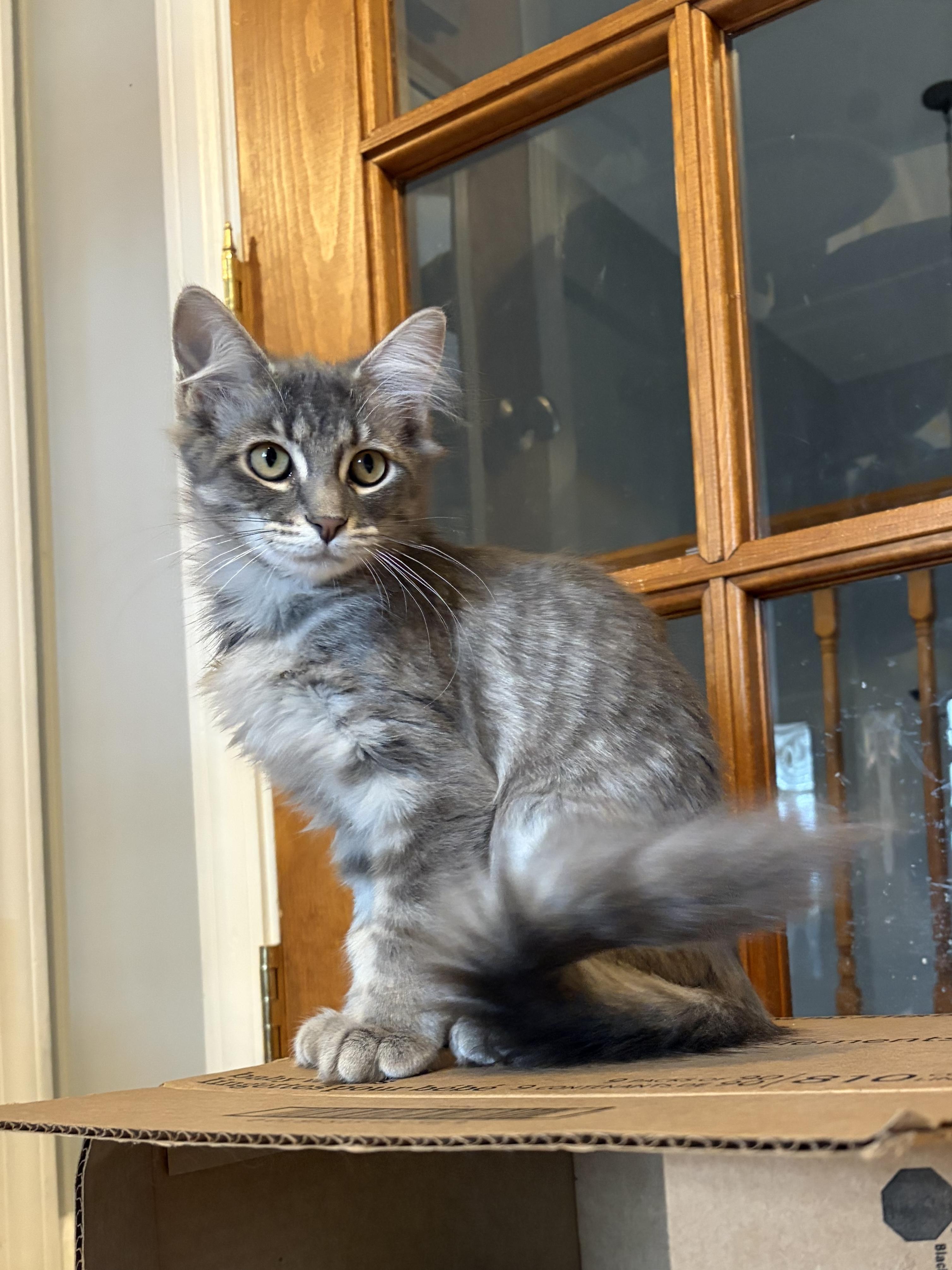 Enlarge Blaise (Bonded with Fate), a ADOPTABLE Domestic Long Hair in South Lyon, MI image 4/4