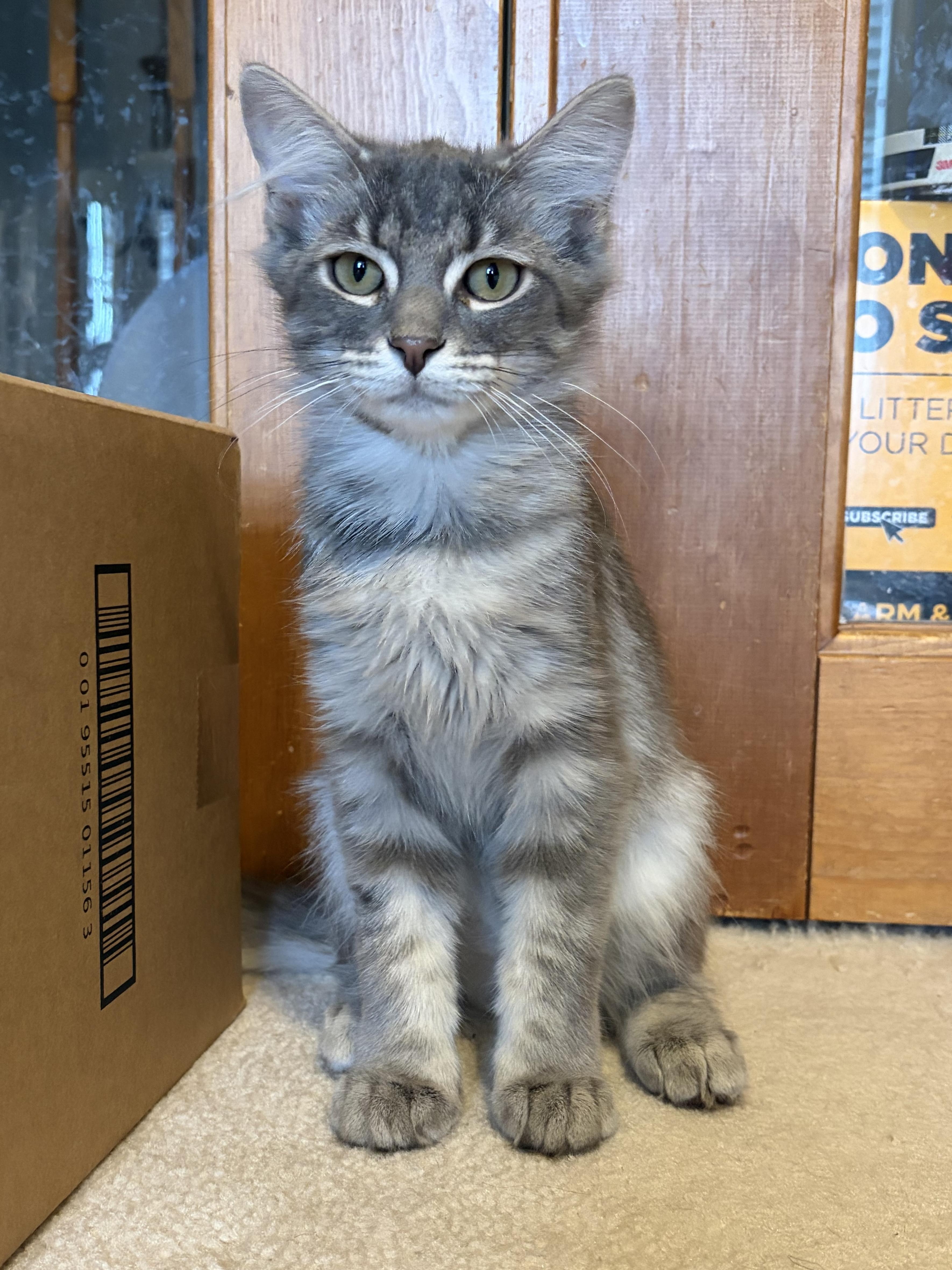 Blaise (Bonded with Fate), ADOPTABLE, Kitten Female Domestic Long Hair.