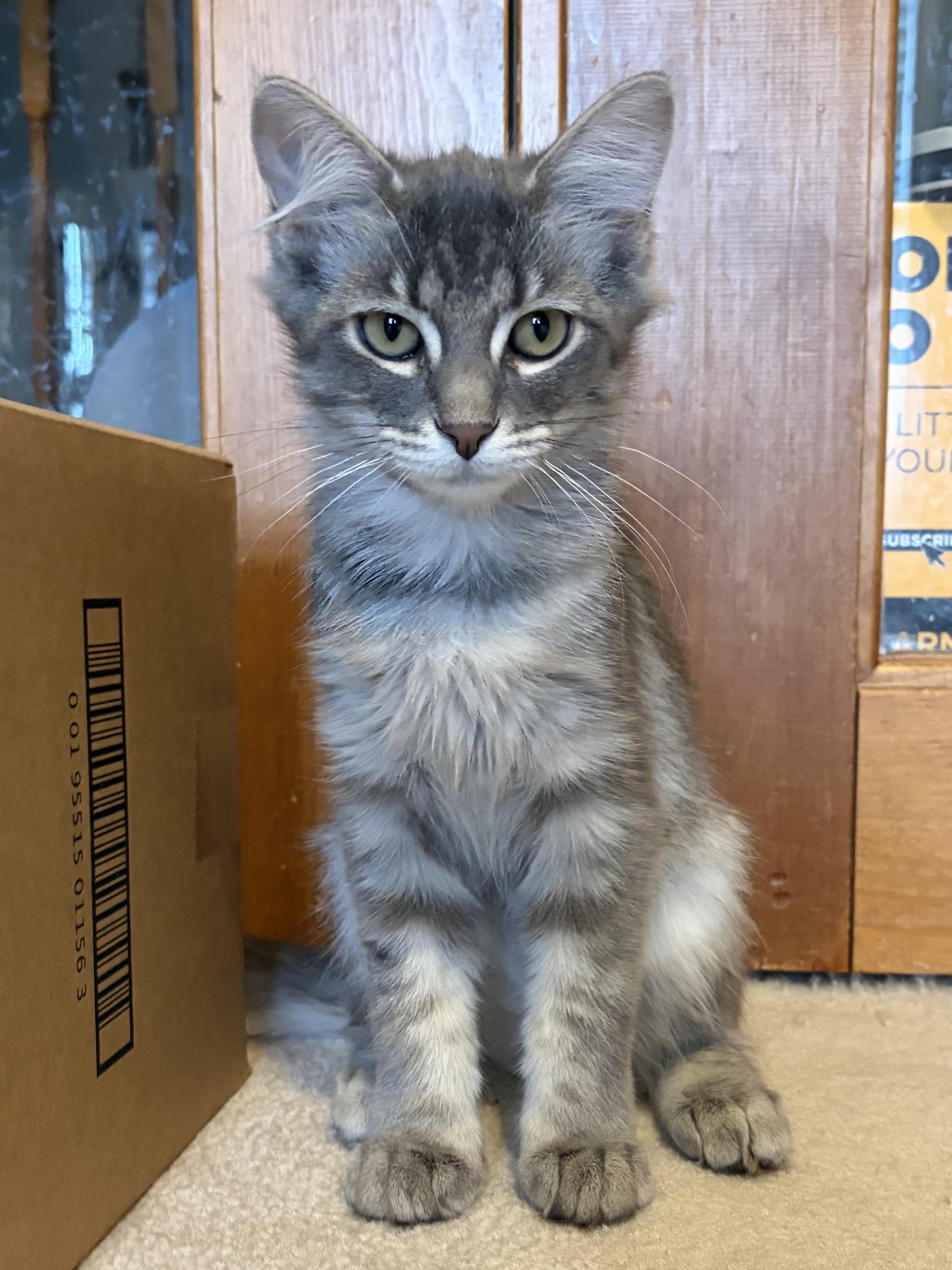 Enlarge Blaise (Bonded with Fate), a ADOPTABLE Domestic Long Hair in South Lyon, MI image 2/4