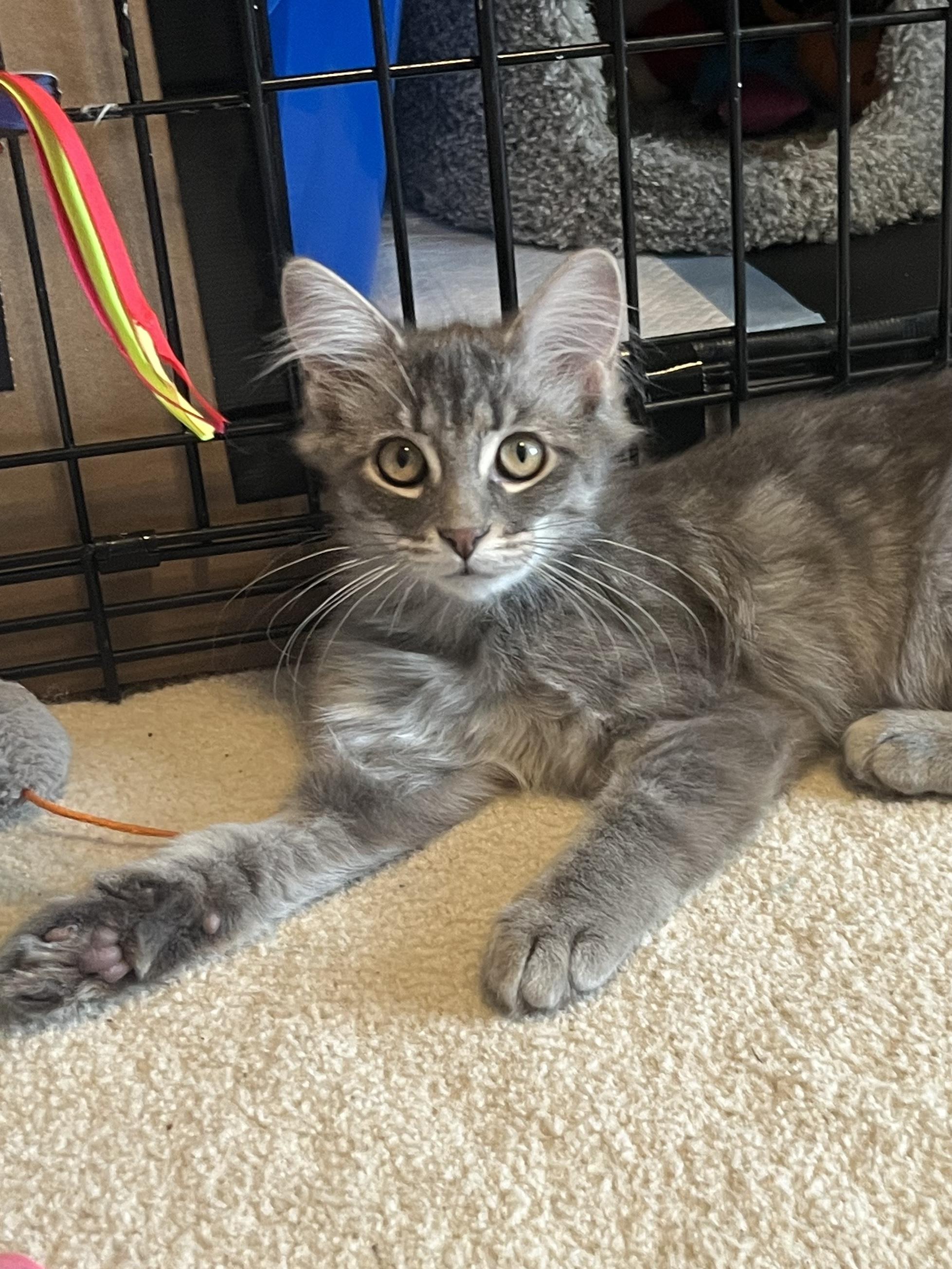 Enlarge Blaise (Bonded with Fate), a ADOPTABLE Domestic Long Hair in South Lyon, MI image 3/4