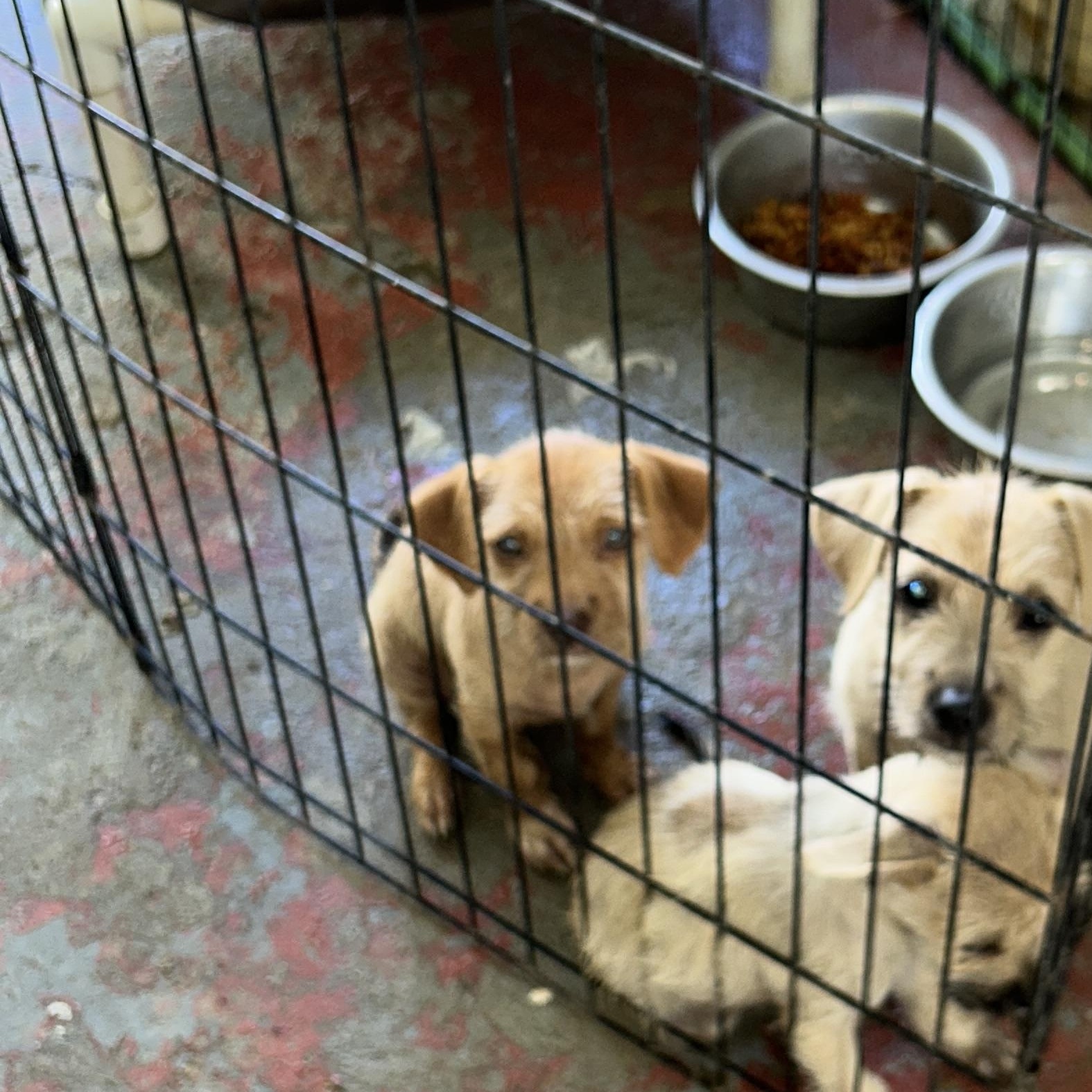 Enlarge Seiren, a Adopted mixed breed in Pittsfield, MA image 3/5