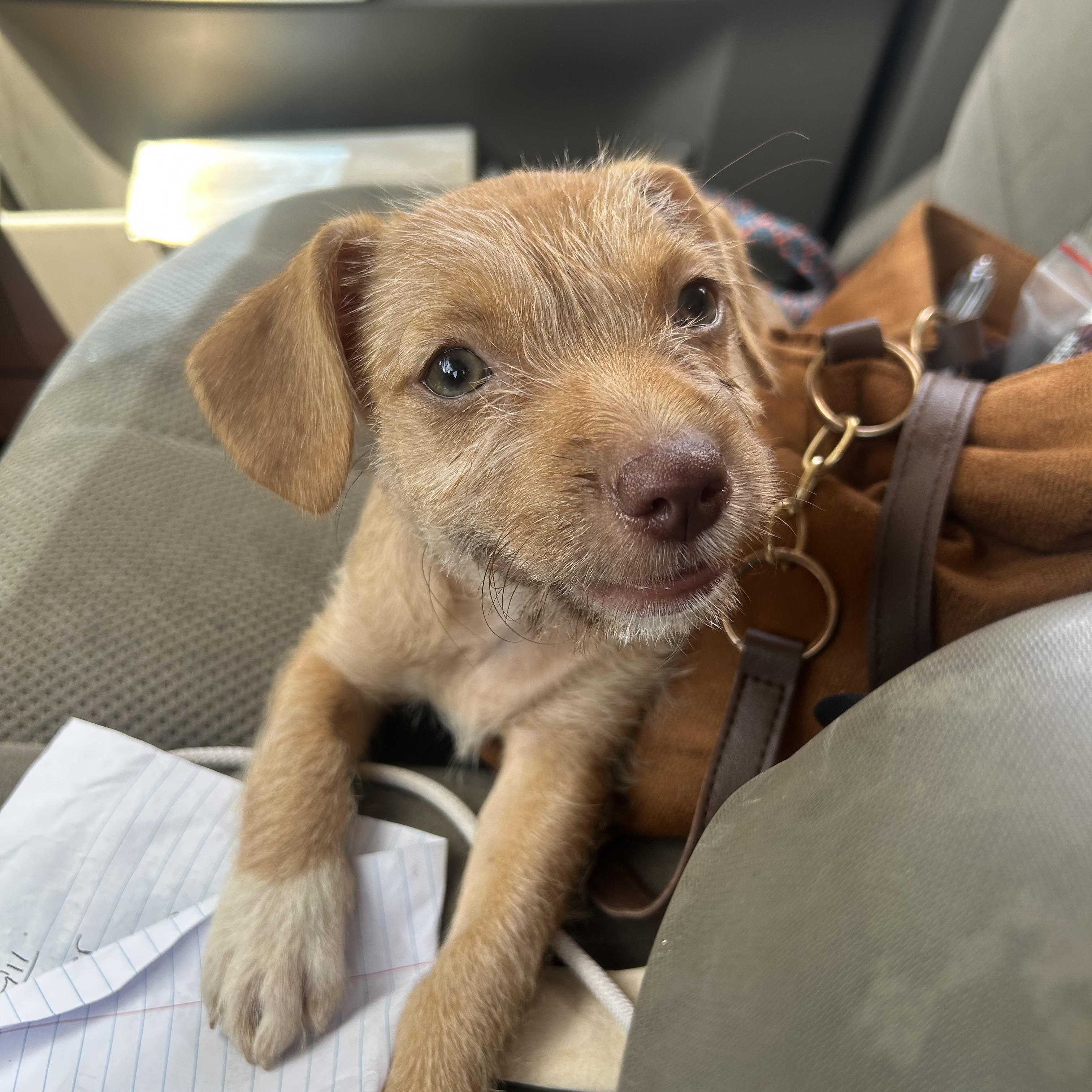 Seiren, Adopted, Puppy Female Chihuahua & Wirehaired Terrier.