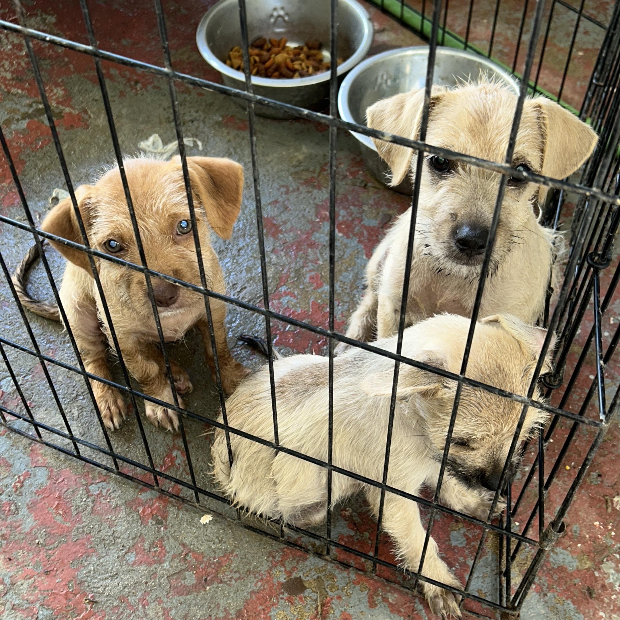 Enlarge Seiren, a Adopted mixed breed in Pittsfield, MA image 2/5