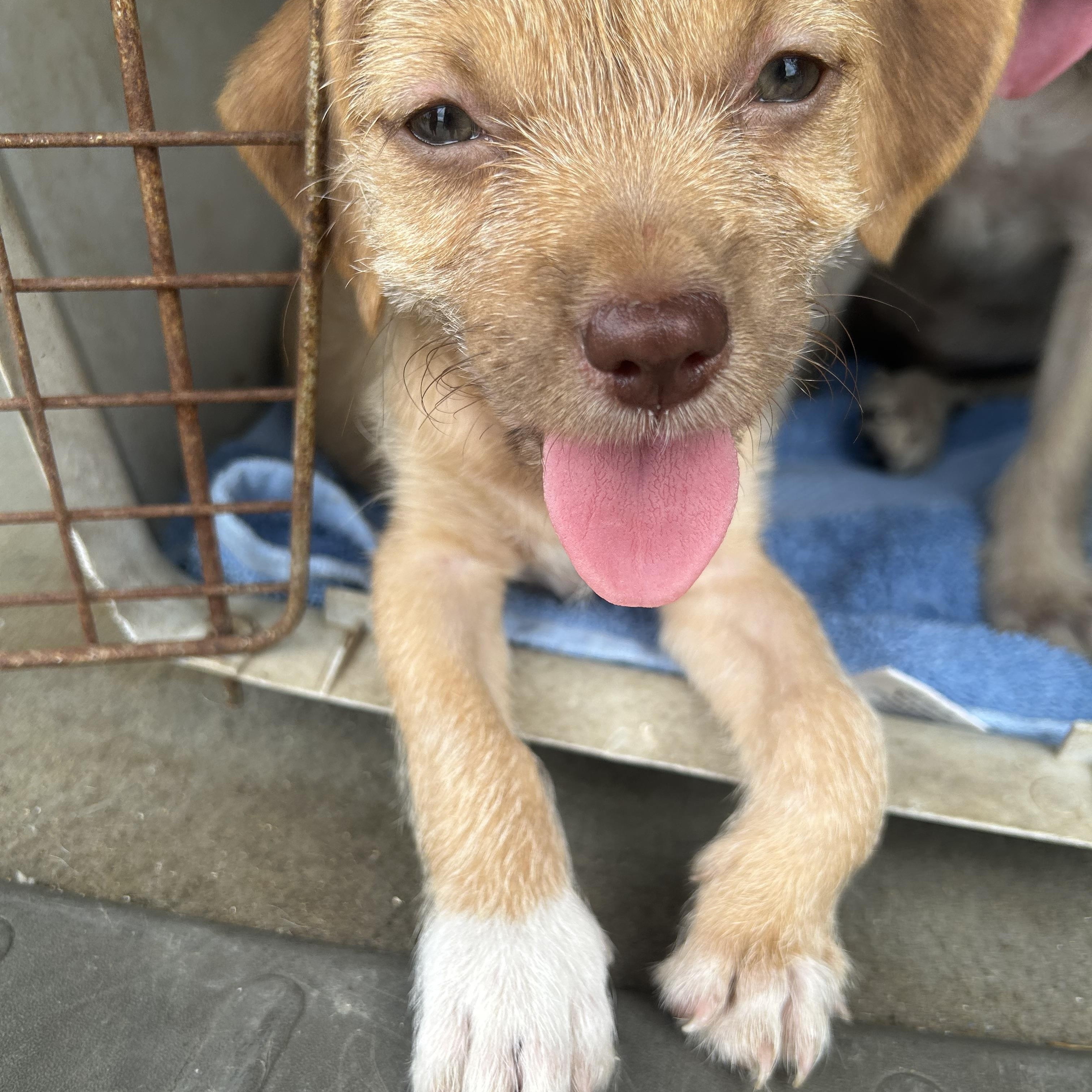 Enlarge Seiren, a Adopted mixed breed in Pittsfield, MA image 4/5