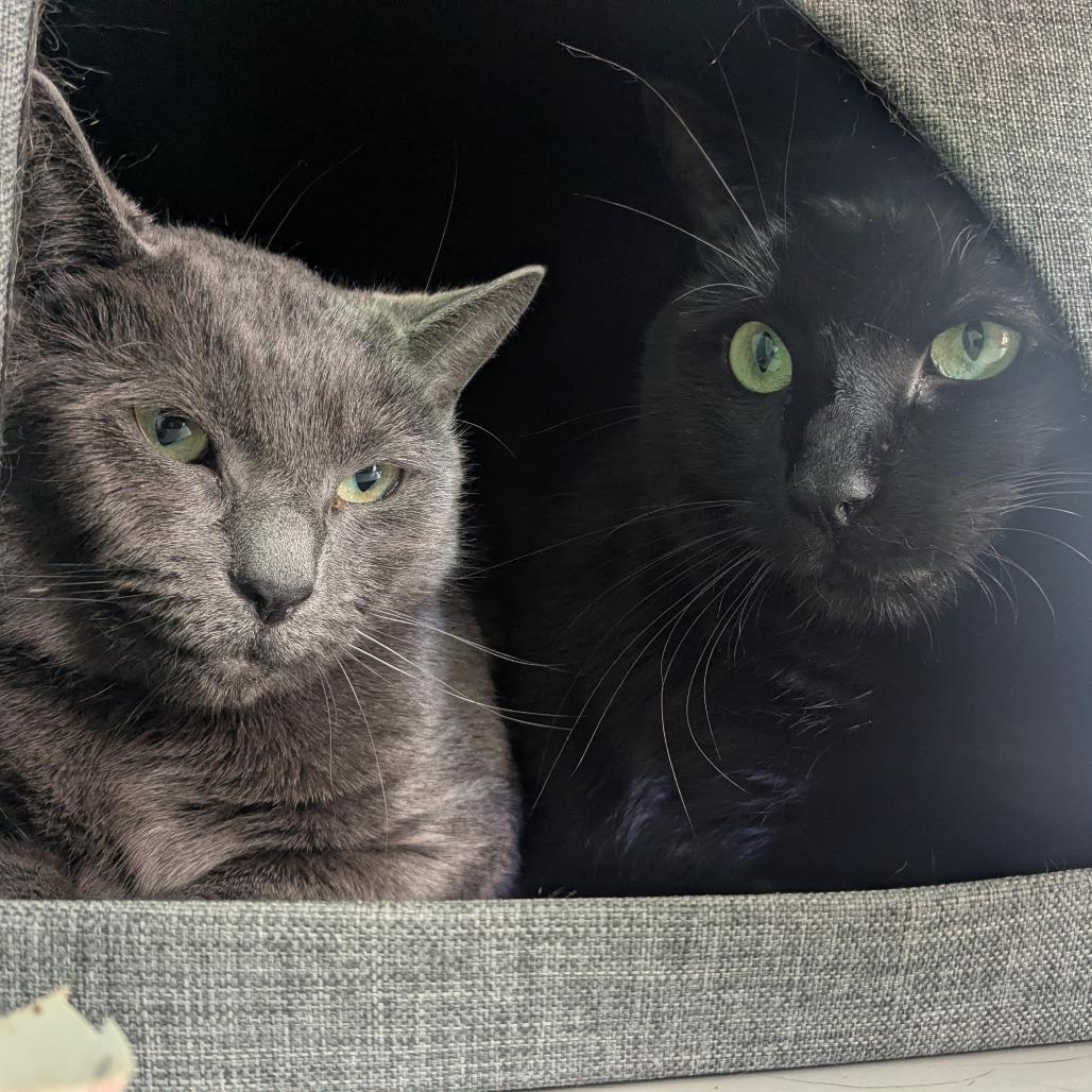 Linguine, Adoptable, Adult Female Domestic Short Hair.