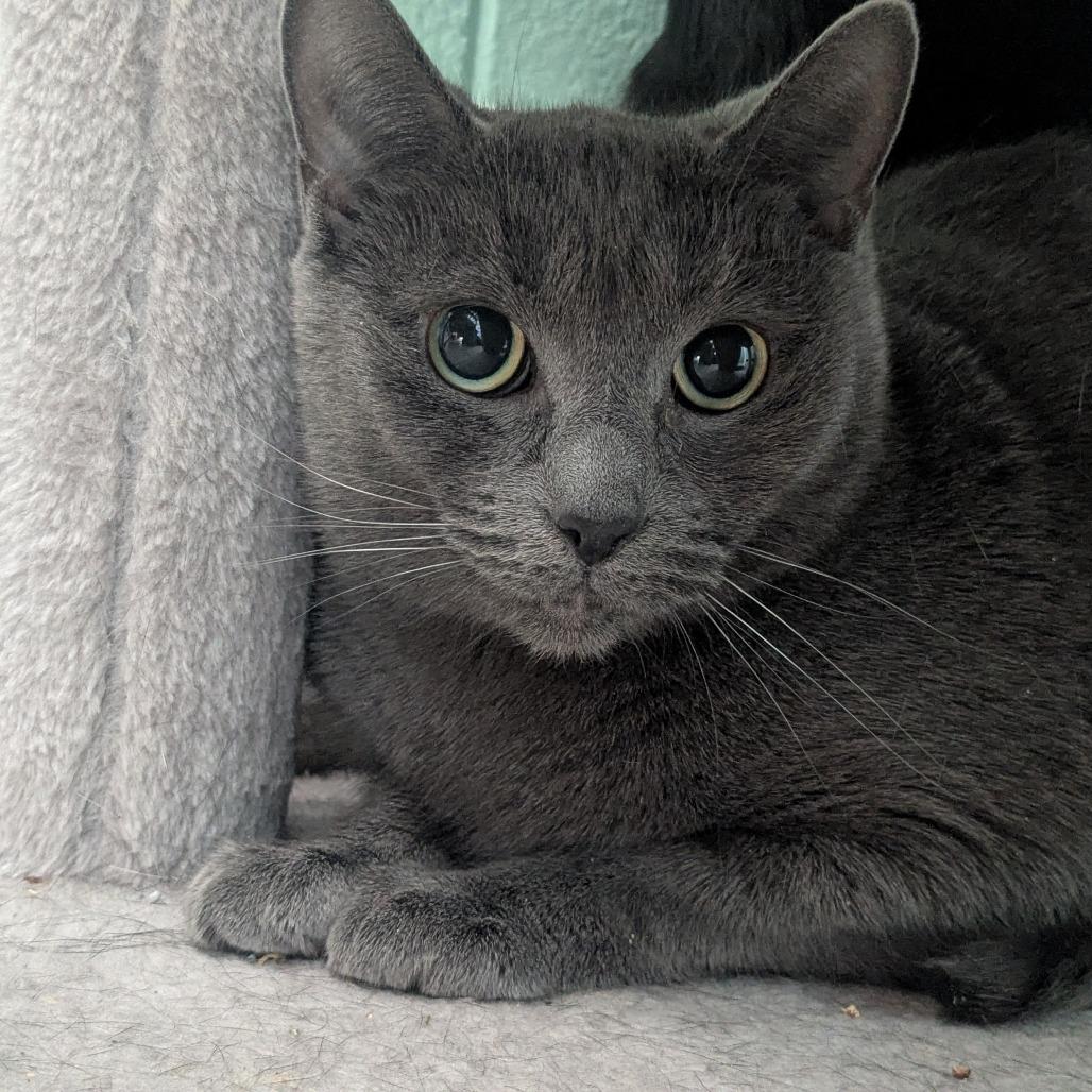 Linguine, a Adoptable Domestic Short Hair in Providence, RI image 2/4