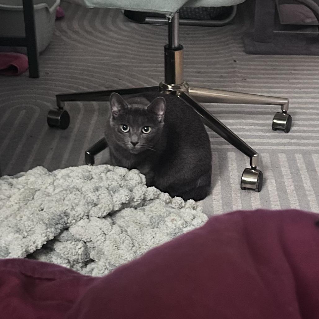 Linguine, a Adoptable Domestic Short Hair in Providence, RI image 3/4