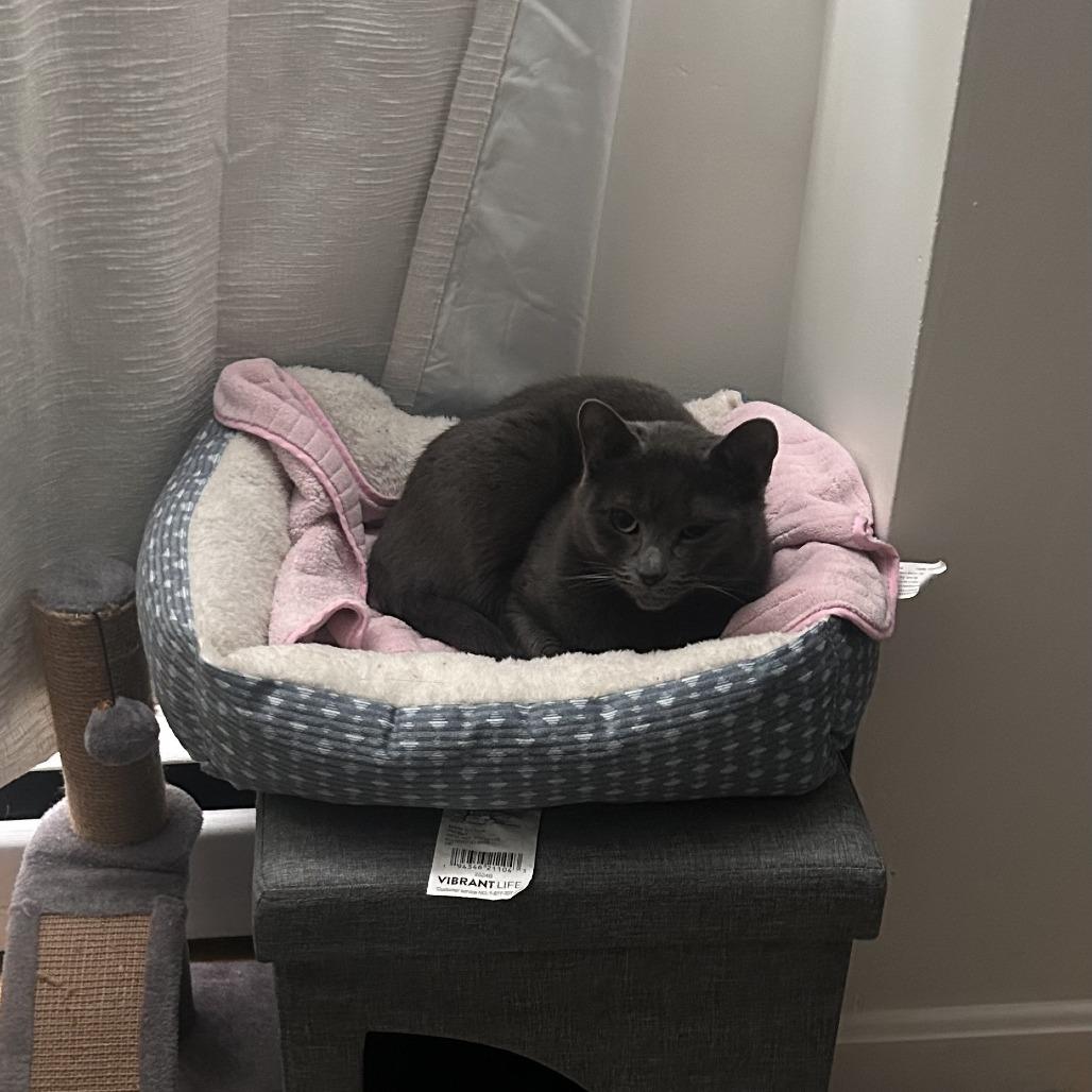 Linguine, a Adoptable Domestic Short Hair in Providence, RI image 4/4