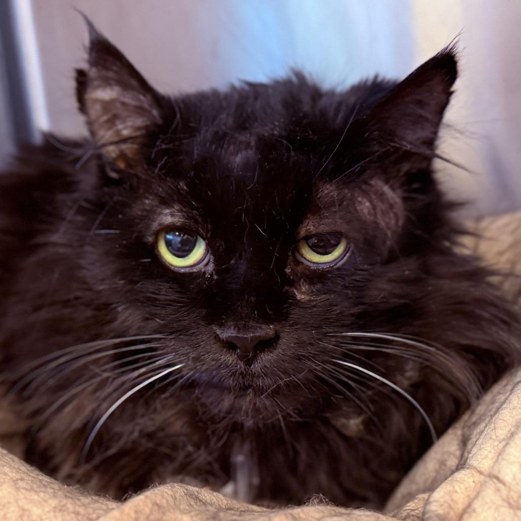 Ernest, Adoptable, Senior Male Domestic Medium Hair.