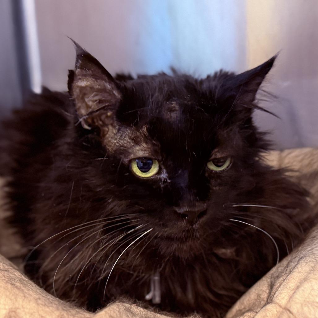 Enlarge Ernest, a Adoptable Domestic Medium Hair in Lakewood, CO image 2/6