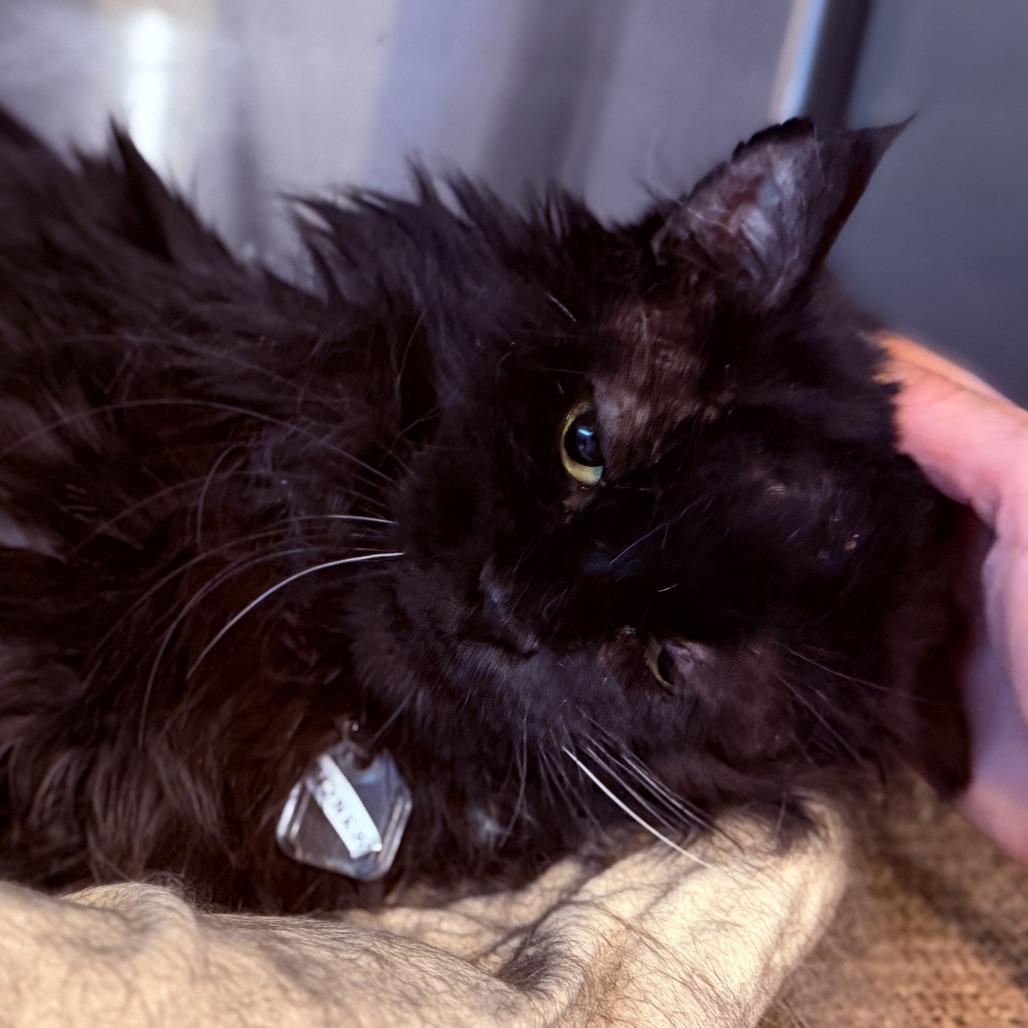 Enlarge Ernest, a Adoptable Domestic Medium Hair in Lakewood, CO image 3/6