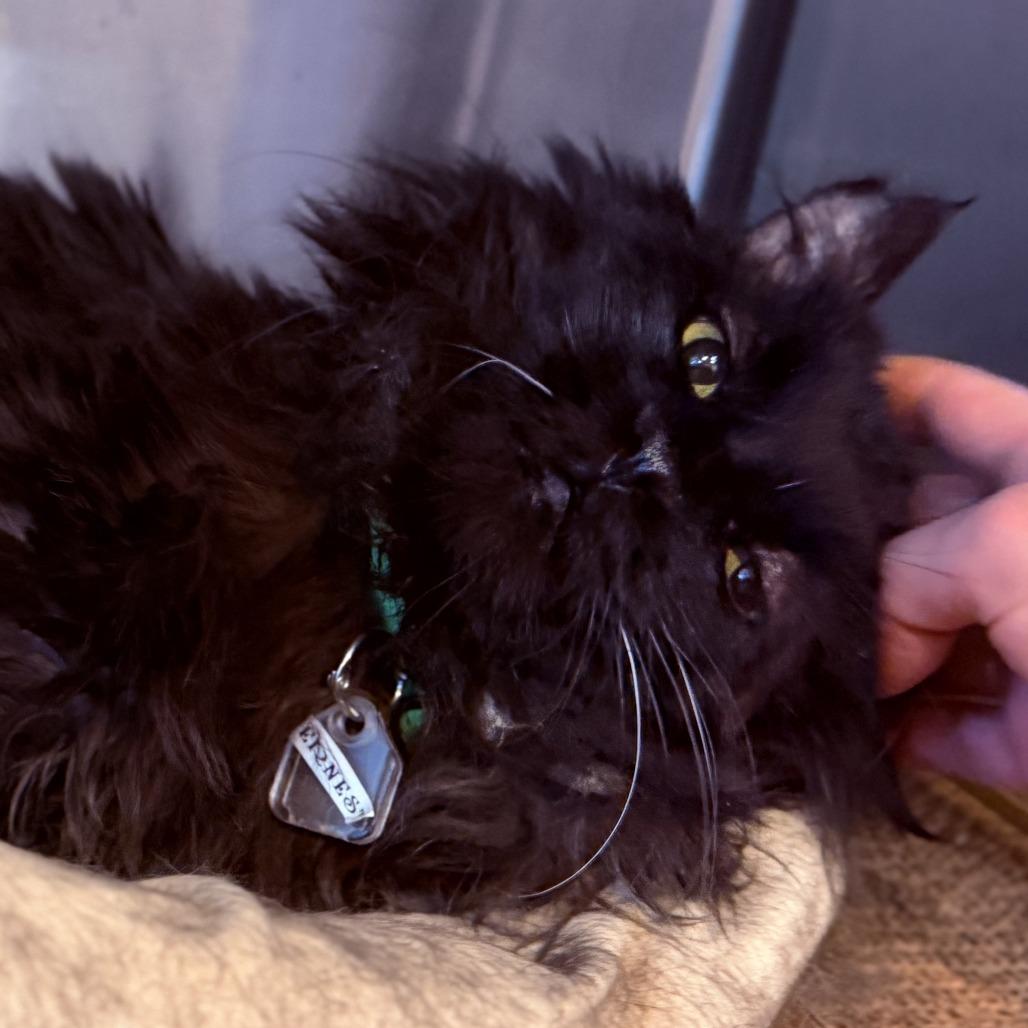 Enlarge Ernest, a Adoptable Domestic Medium Hair in Lakewood, CO image 4/6