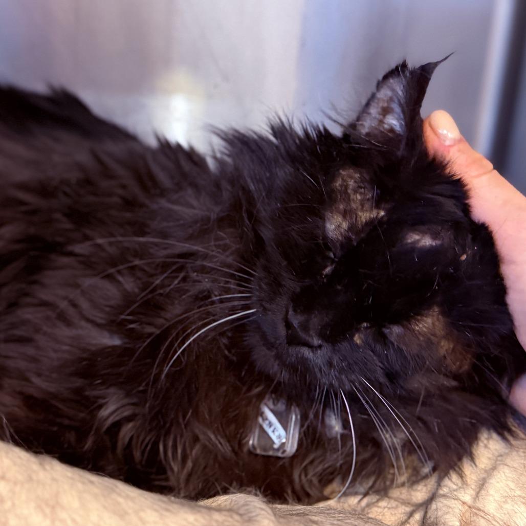 Enlarge Ernest, a Adoptable Domestic Medium Hair in Lakewood, CO image 5/6