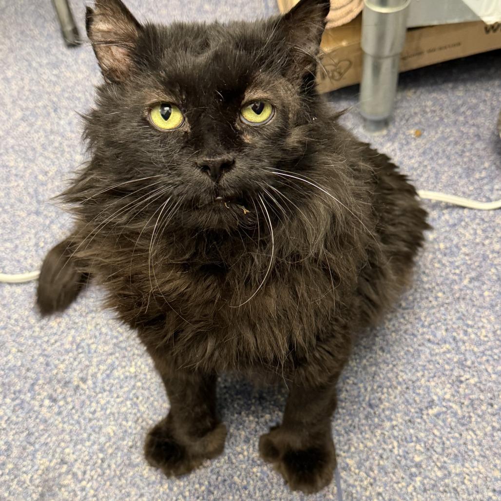 Enlarge Ernest, a Adoptable Domestic Medium Hair in Lakewood, CO image 6/6