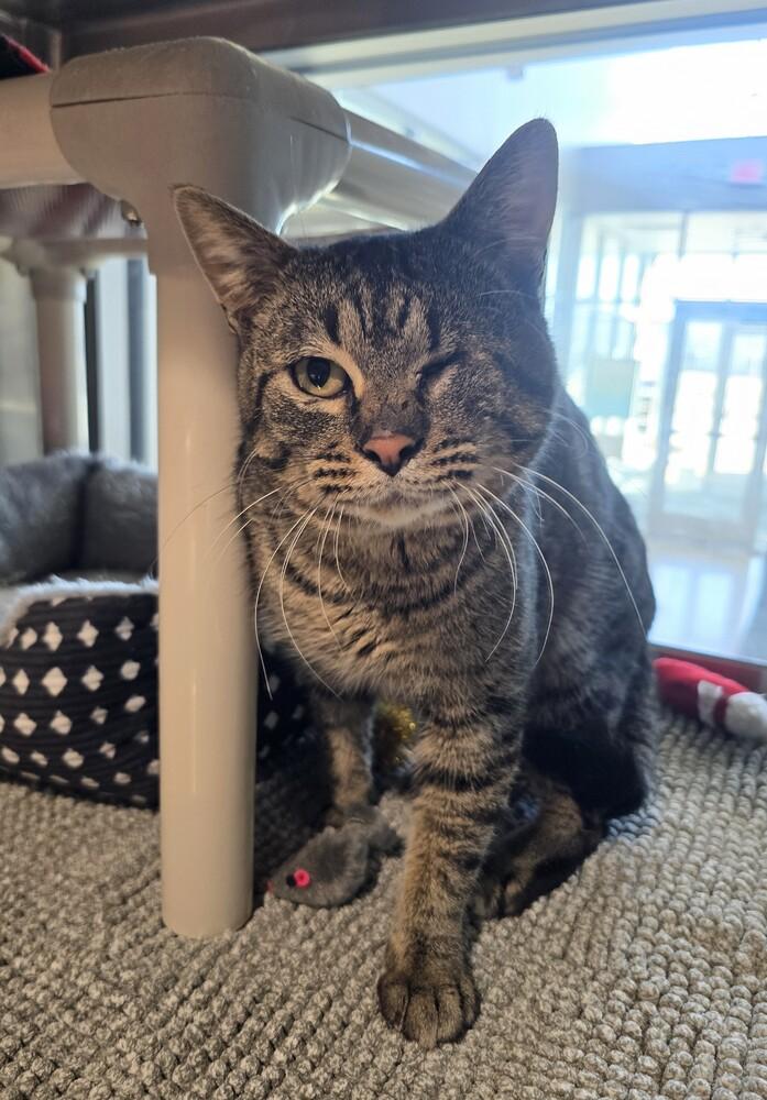 Odin, Adoptable, Adult Male Domestic Short Hair.