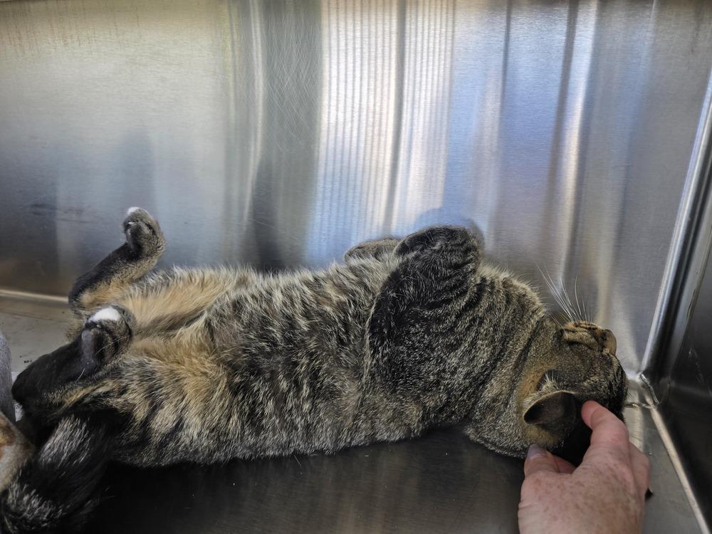 Odin, a Adoptable mixed breed in Wellington, KS image 4/6