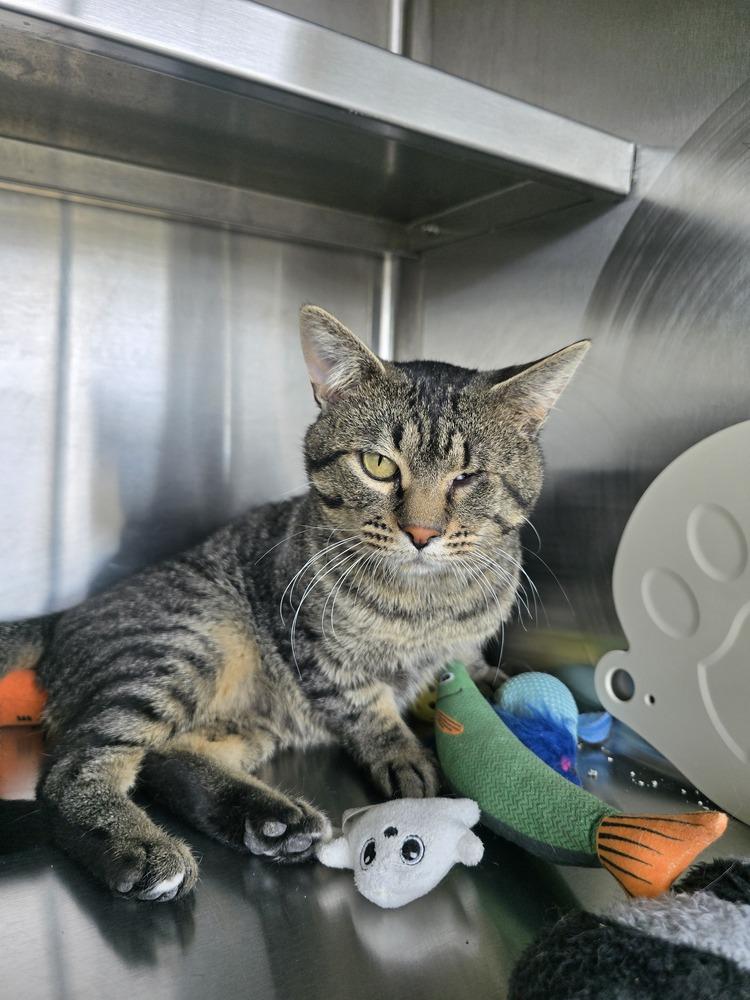 Odin, a Adoptable mixed breed in Wellington, KS image 6/6