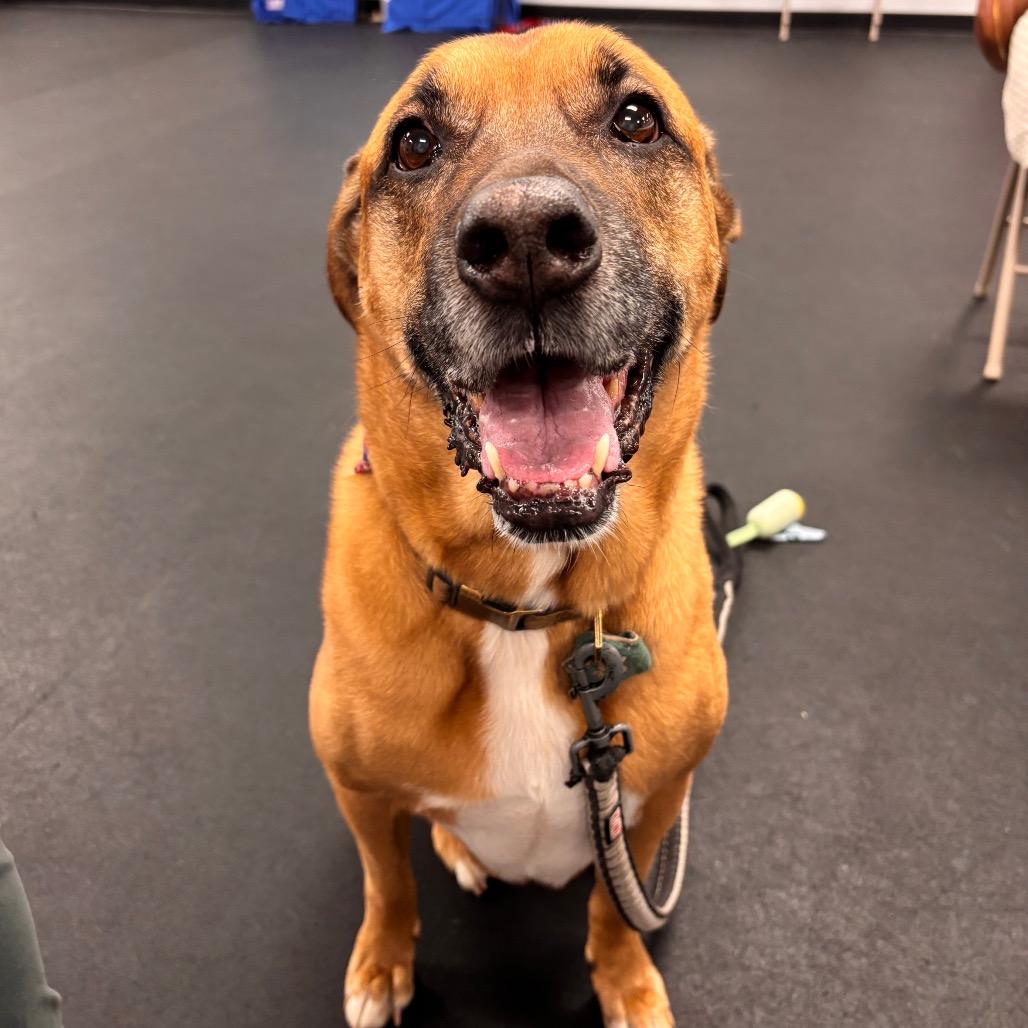 Goose, a Adoptable mixed breed in Birdsboro, PA image 1/3
