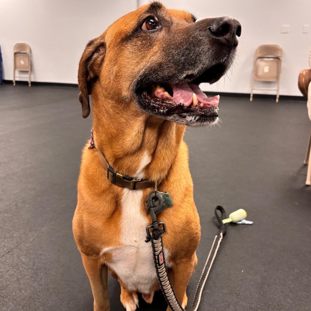 Goose, a Adoptable mixed breed in Birdsboro, PA image 2/3