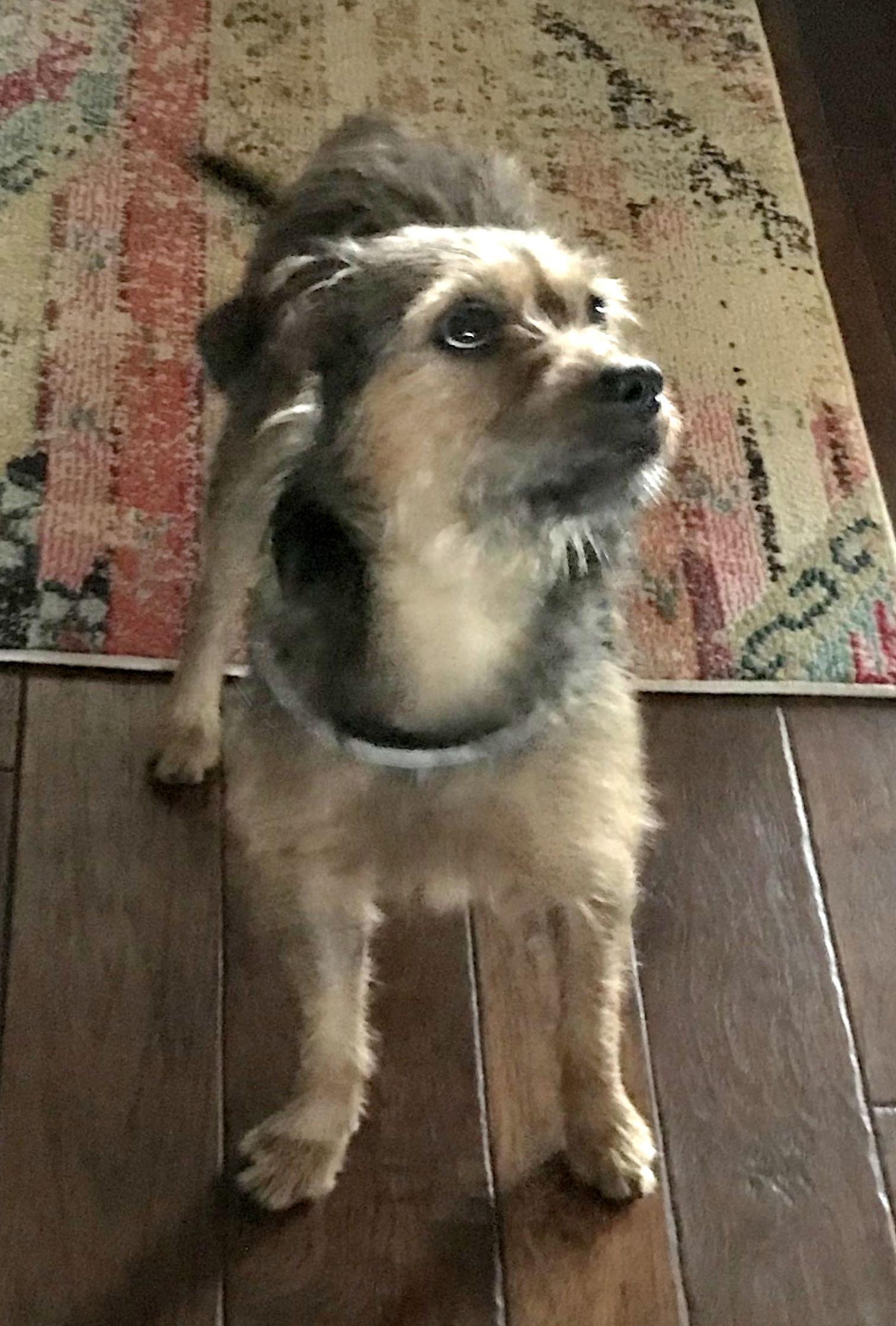 Enlarge Forest, a Adopted Terrier in Dallas, TX image 1/3