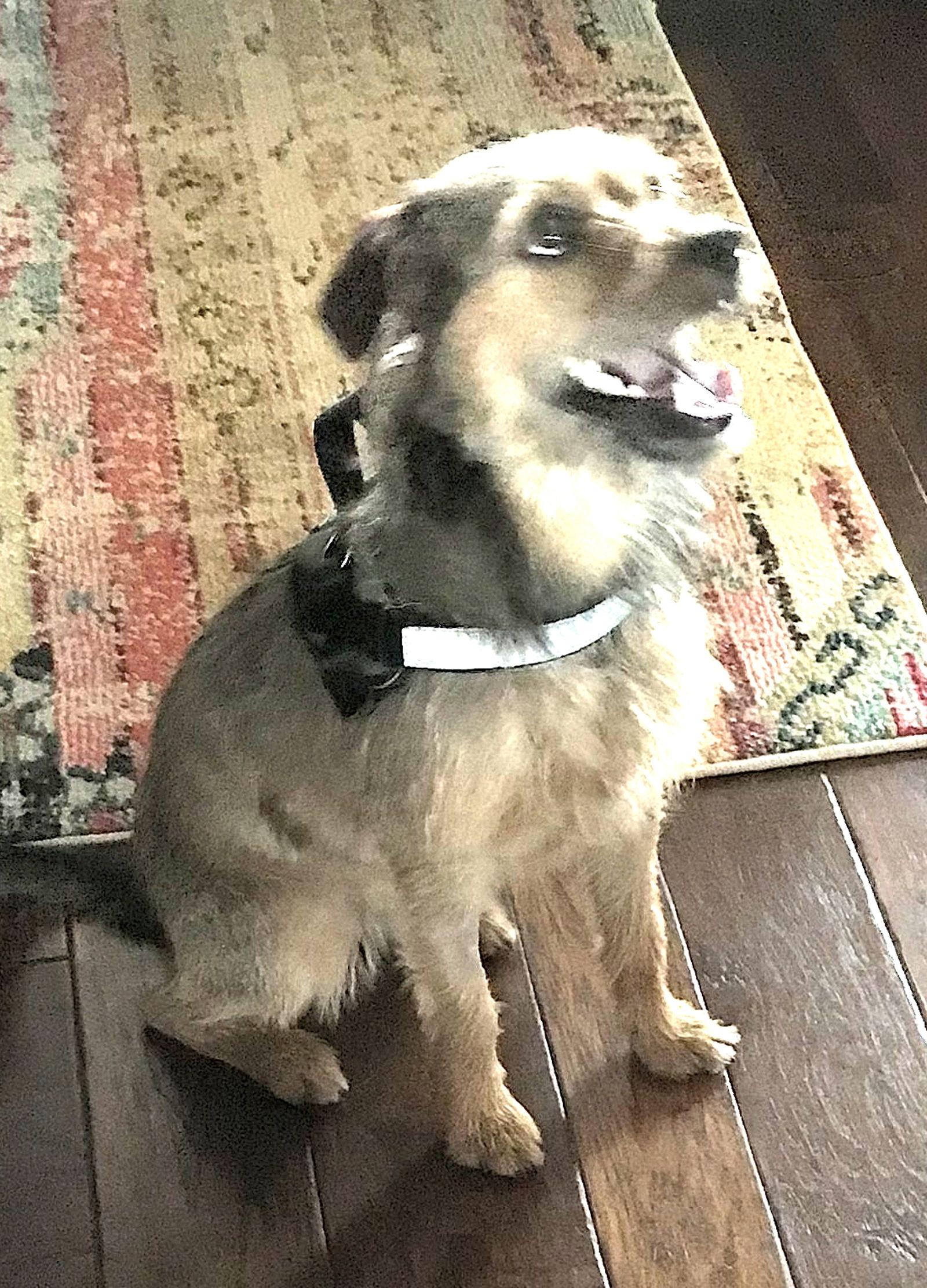 Enlarge Forest, a Adopted Terrier in Dallas, TX image 2/3