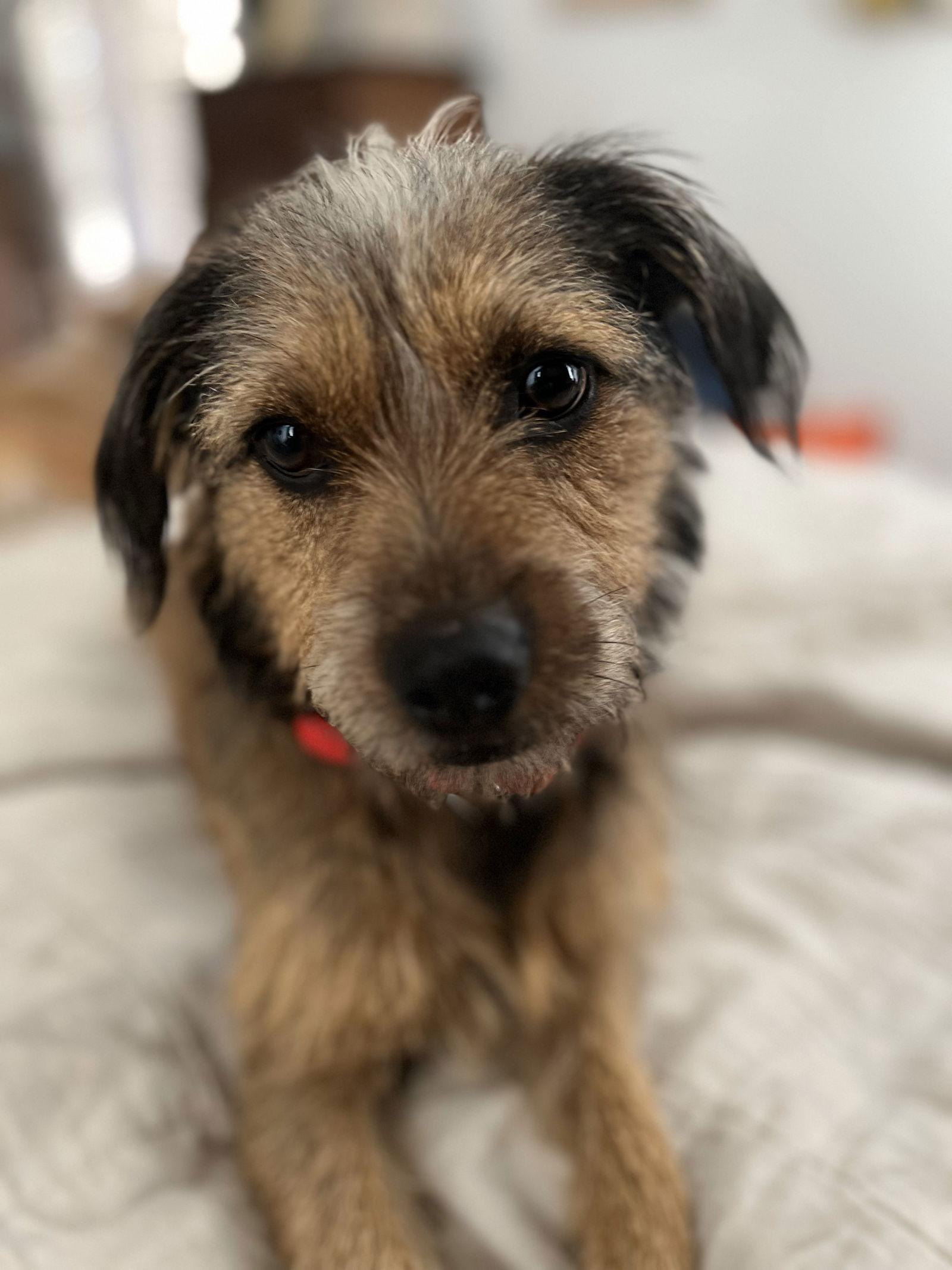 Enlarge Forest, a Adopted Terrier in Dallas, TX image 3/3