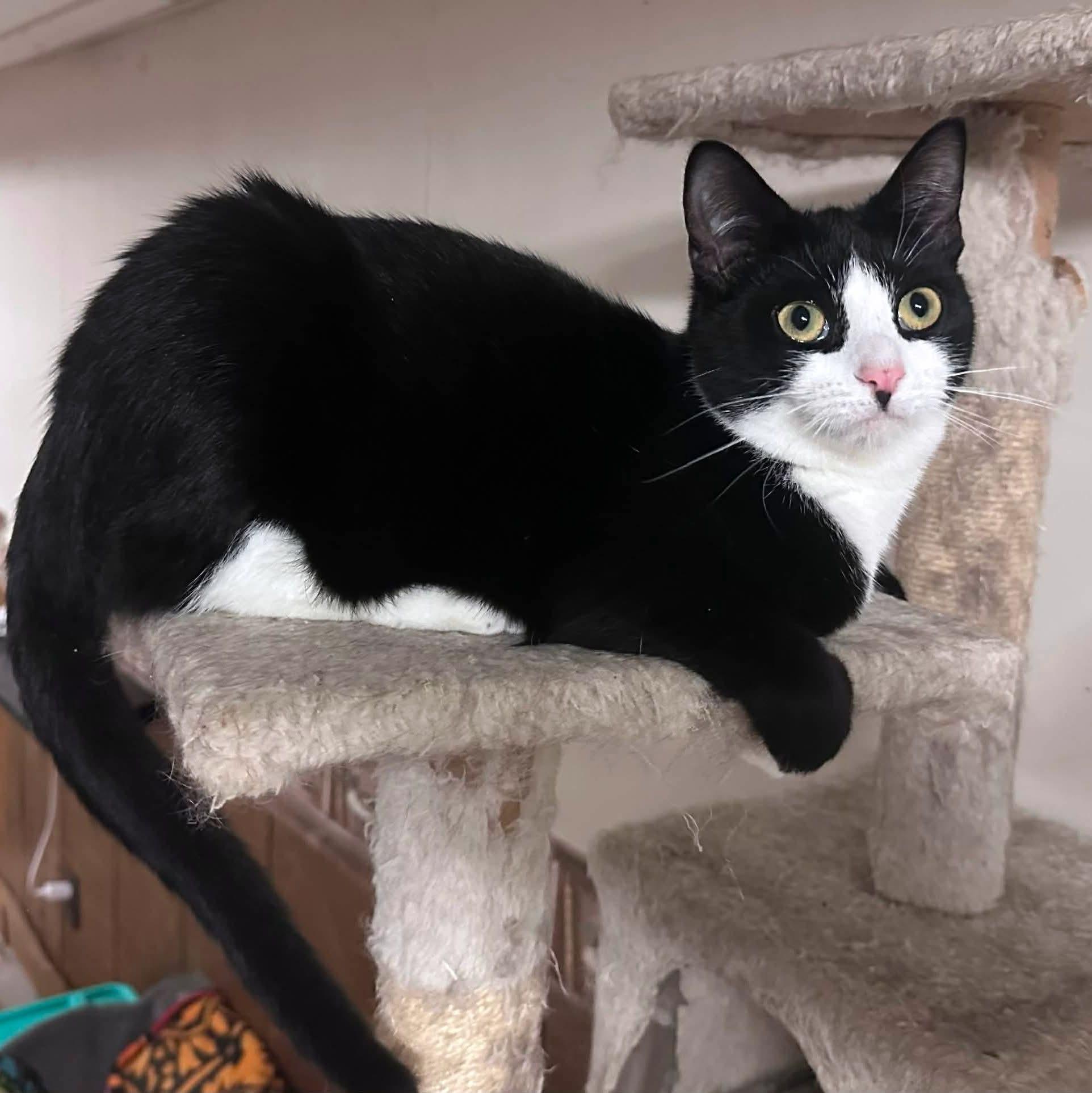 Kiri, ADOPTABLE, Adult Female Domestic Short Hair.