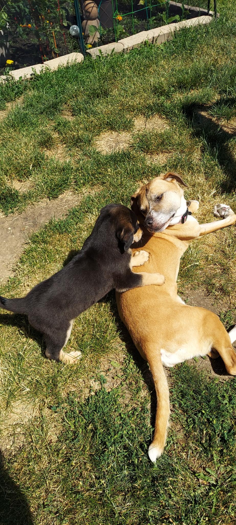 Jenga, a Adoptable mixed breed in Crystal Lake, IL image 5/6