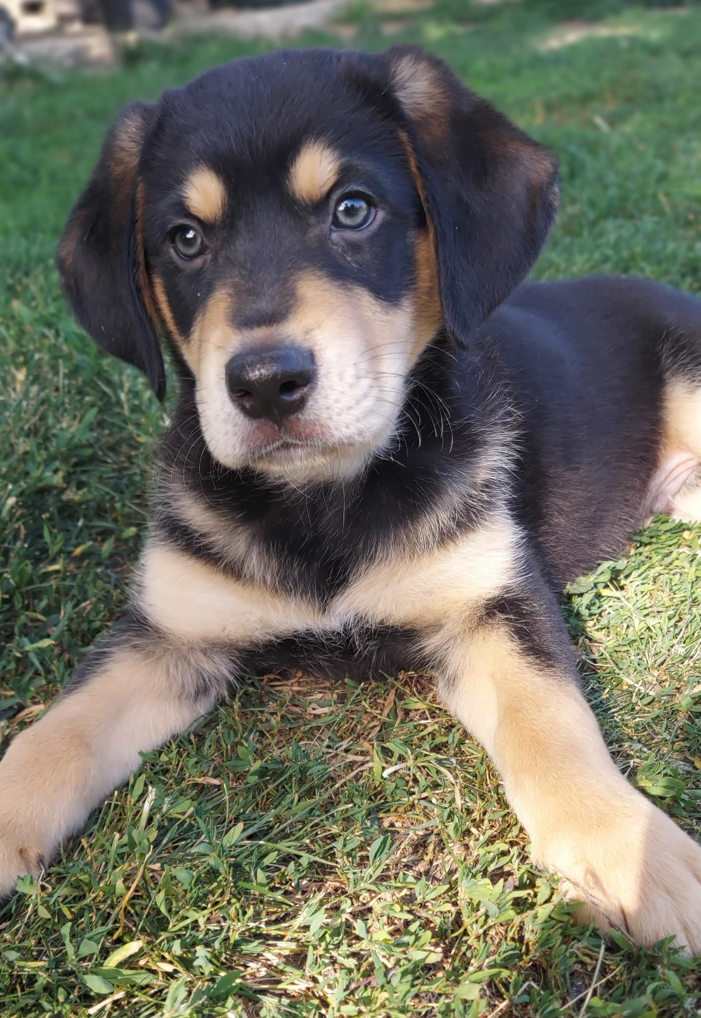 Jenga, Adoptable, Puppy Male Black Labrador Retriever & Australian Shepherd.
